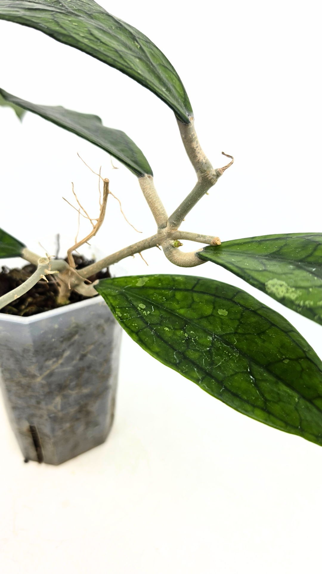 Rare waxplant Hoya Decipulae available for sale at rare indoor plant shop The Leaf Gallery in Perth, Western Australia