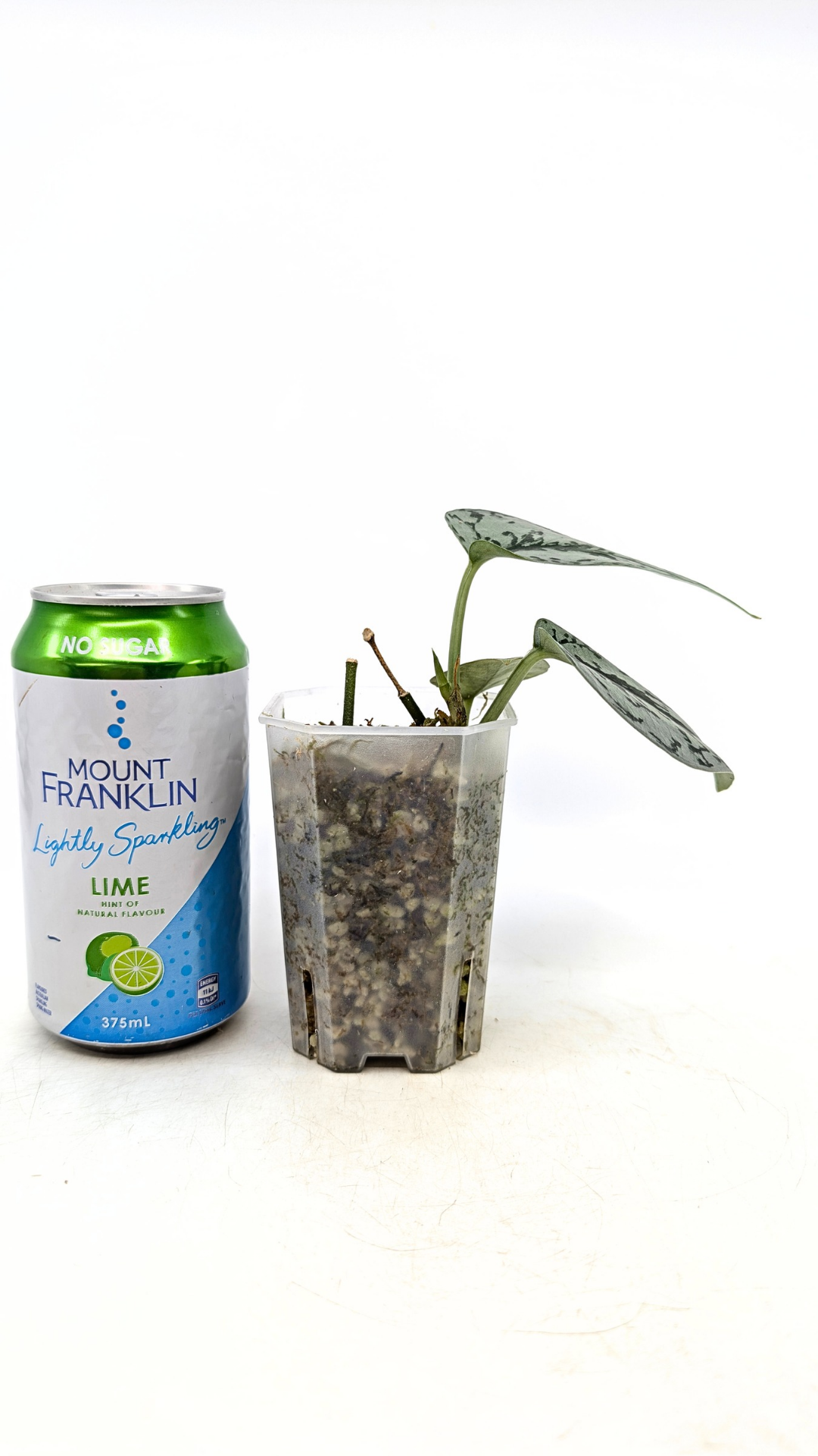 Uncommon indoor plant scindapsus pictus Silver Lady available for sale at rare plant shop The Leaf Gallery in Perth, Western Australia.