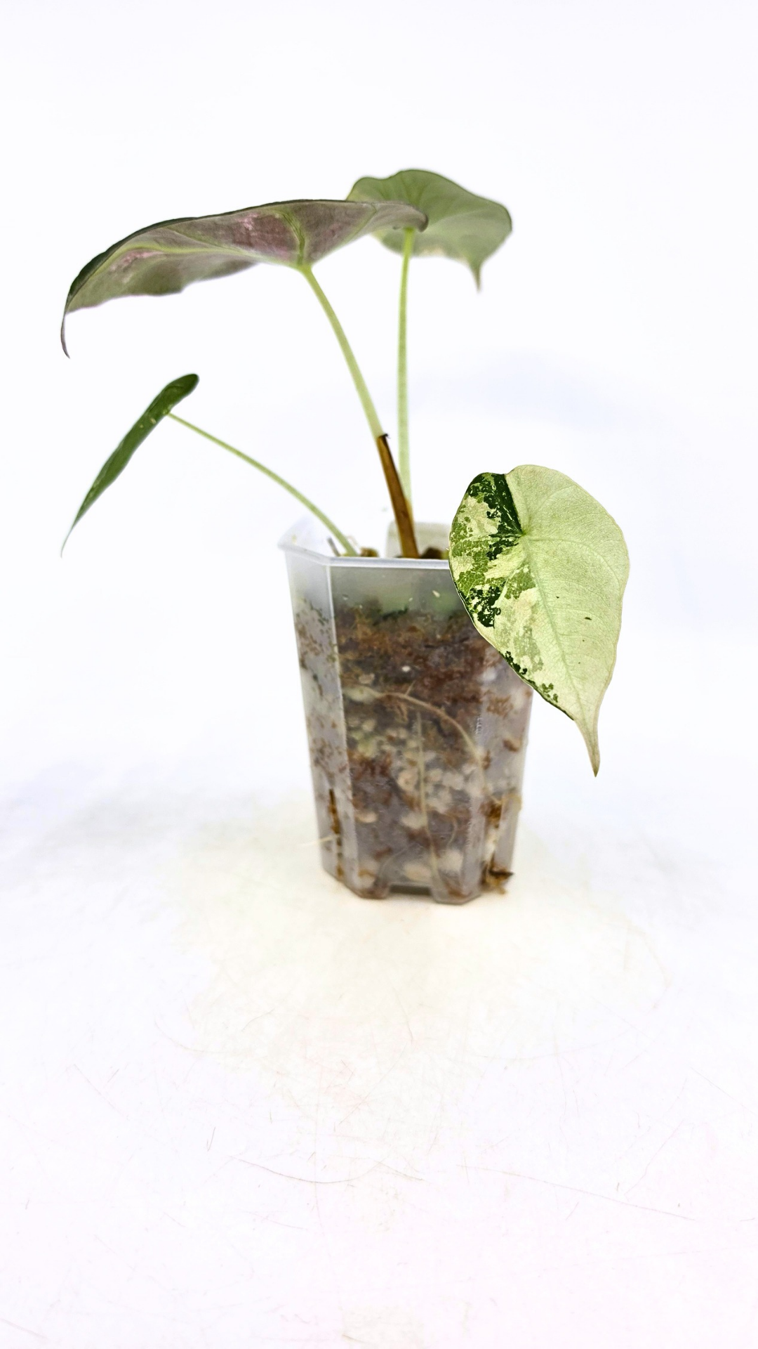 Rare indoor plant Alocasia Black Velvet Pink Variegated available for sale from rare house plant shop The Leaf Gallery in Perth, Western Australia