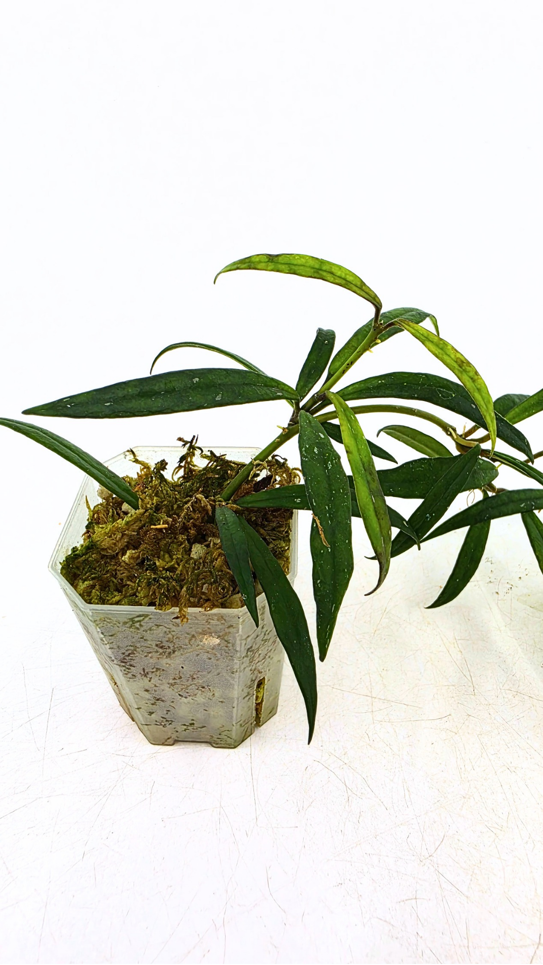 Uncommon waxplant Hoya Pauciflora available for sale at rare indoor plan shop The Leaf Gallery in Perth, Western Australia