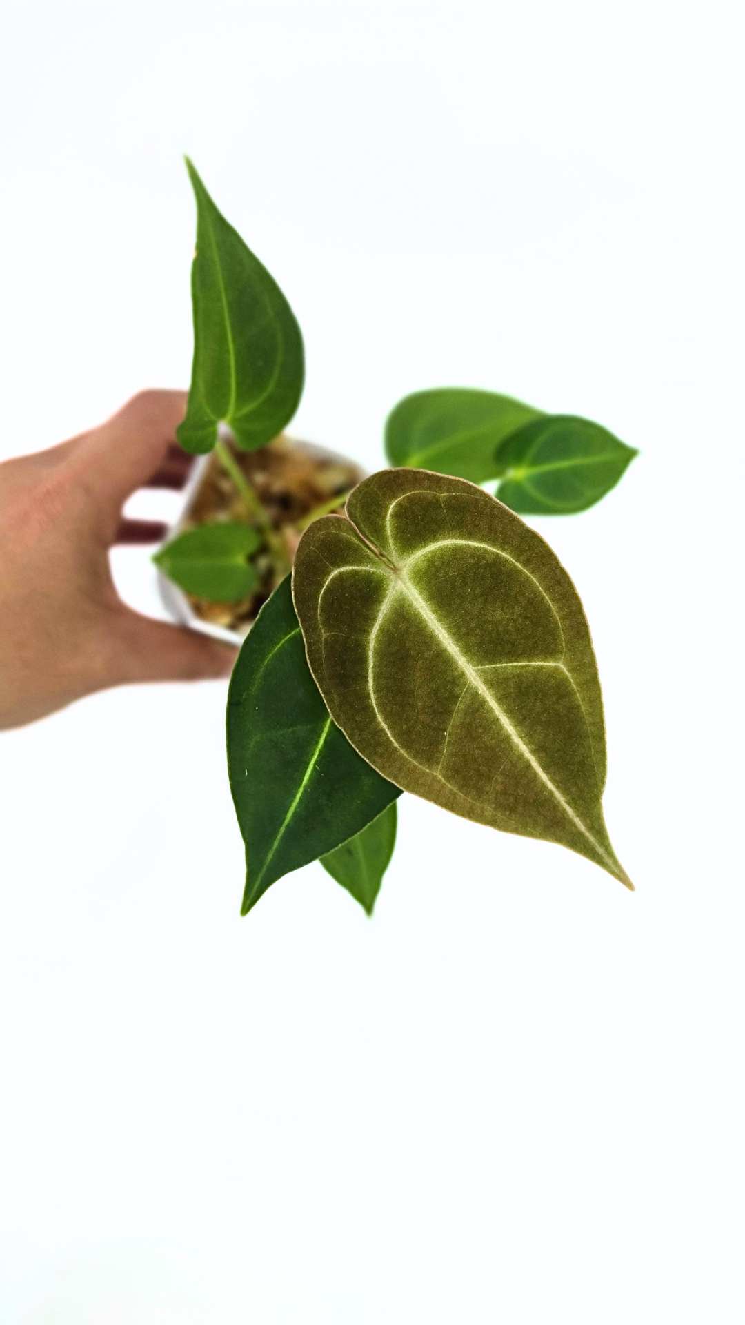 Rare anthurium hybrid Dark Forgetii X Bessae Aff available for sale at rare houseplant shop The Leaf Gallery in Perth, Western Australia