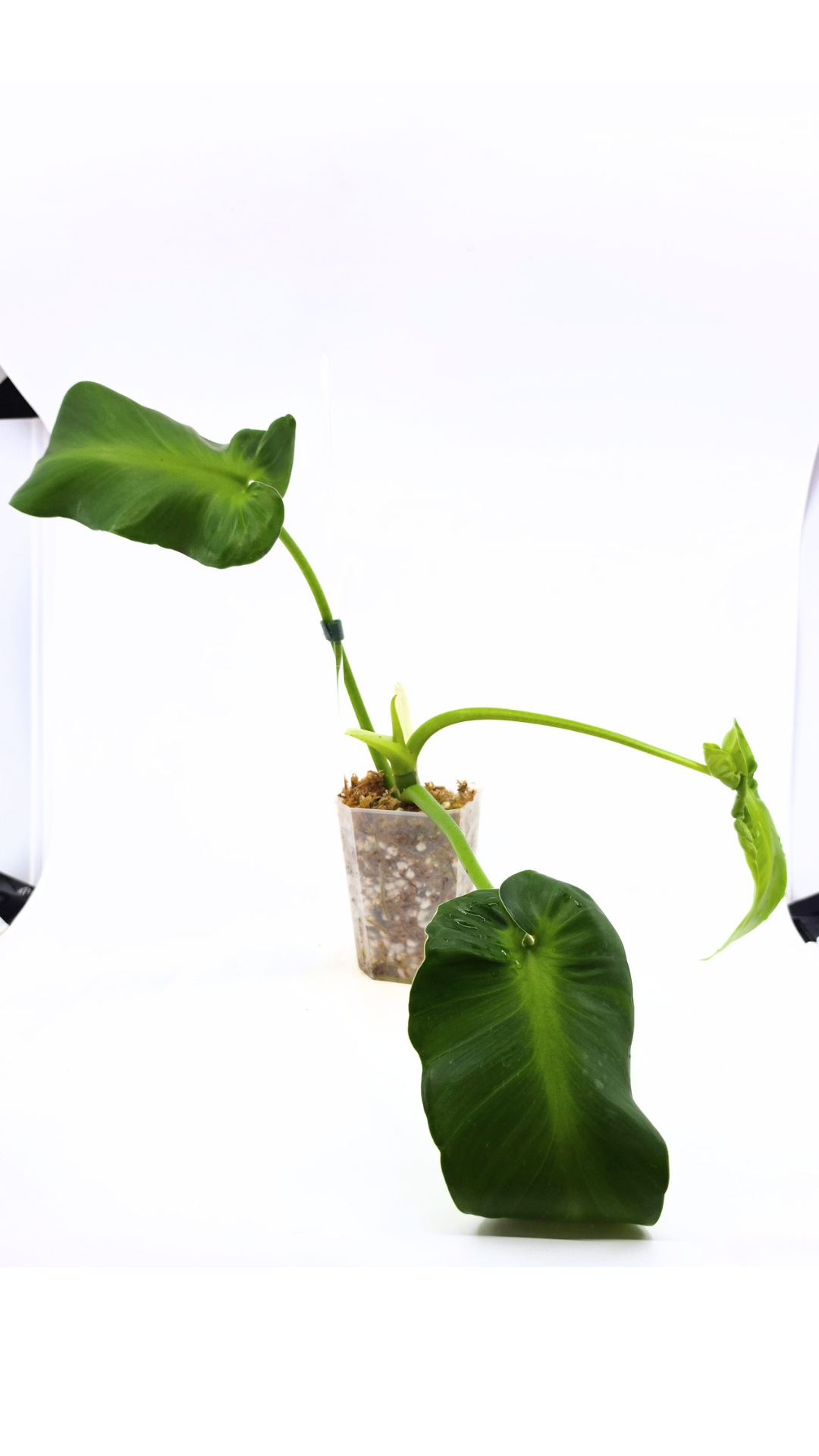 Rare indoor house plant Philodendron Rugosum also known as Pig Skin Philodendron propagated by the Leaf Gallery in Perth