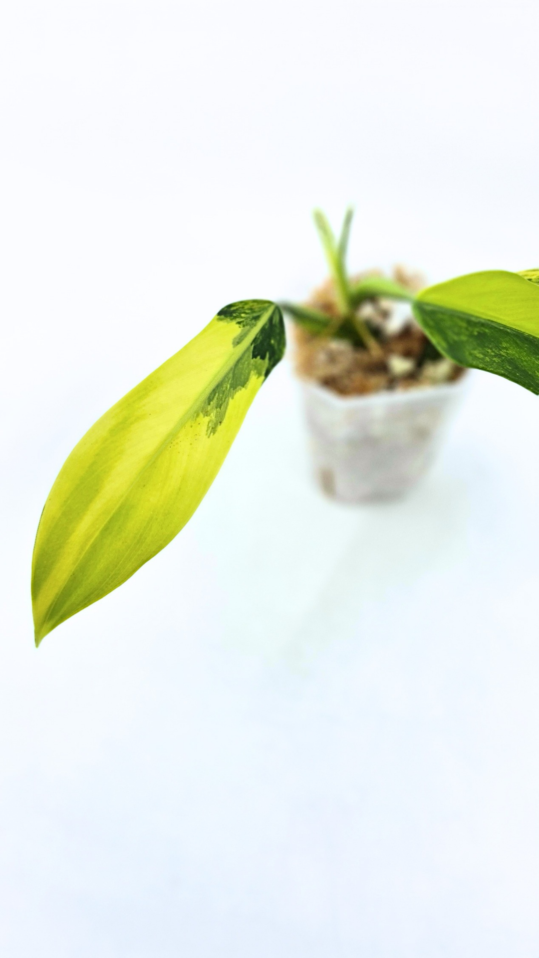 Super Rare indoor plant Philodendron Panduriforme variegated available for sale at rare house plant shop The Leaf Gallery in Perth, Western Australia.