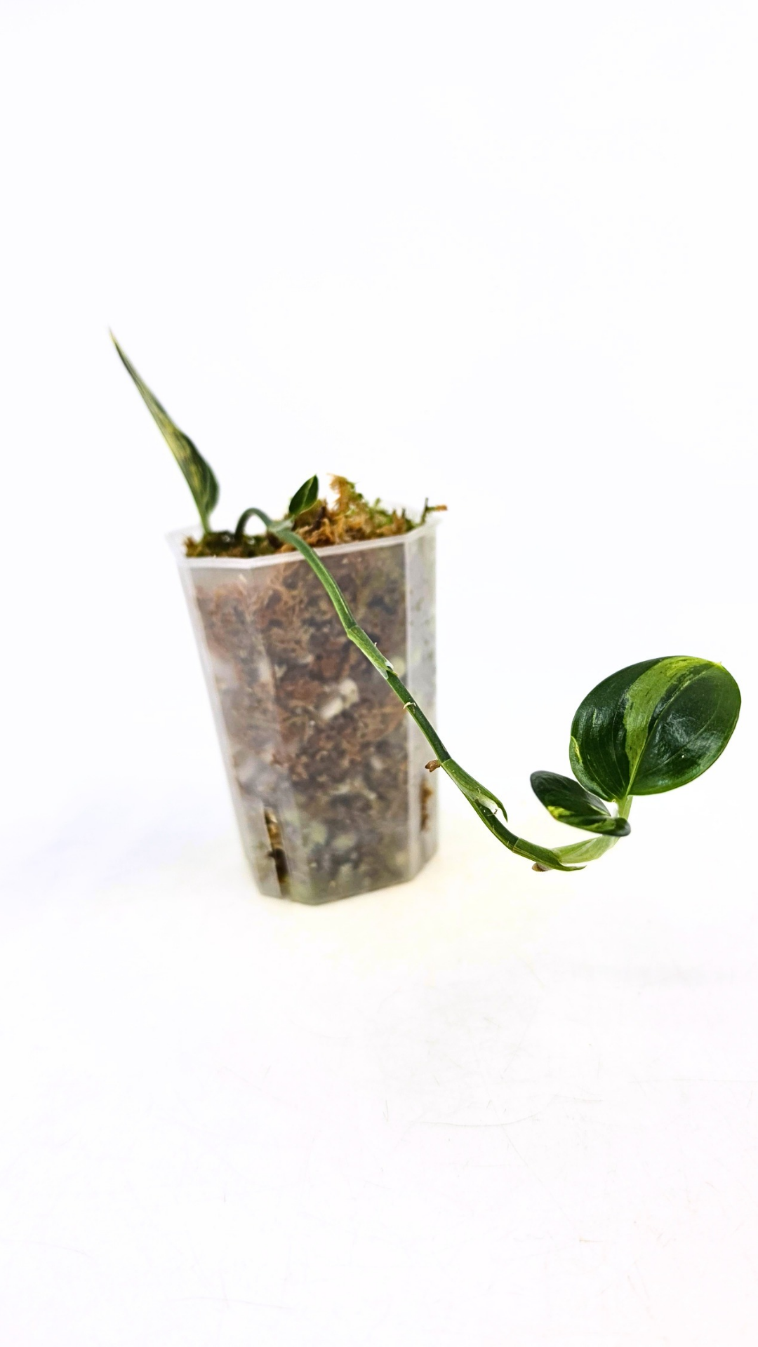Rare indoor plant Scindapsus Treubii Dark Aurea Varigated available for sale at rare house plant shop The Leaf Gallery in Perth, Western Australia
