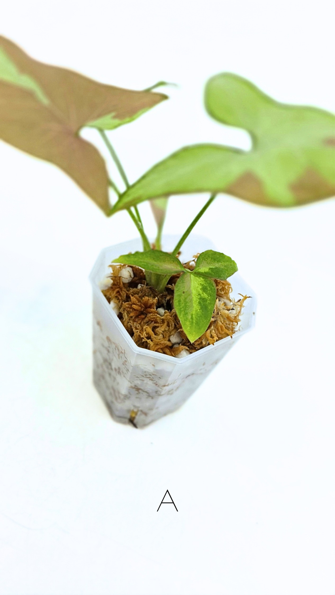 Rare indoor plant Syngonium Redspot Tricolour available for sale at The Leaf Gallery in Perth, Western Australia