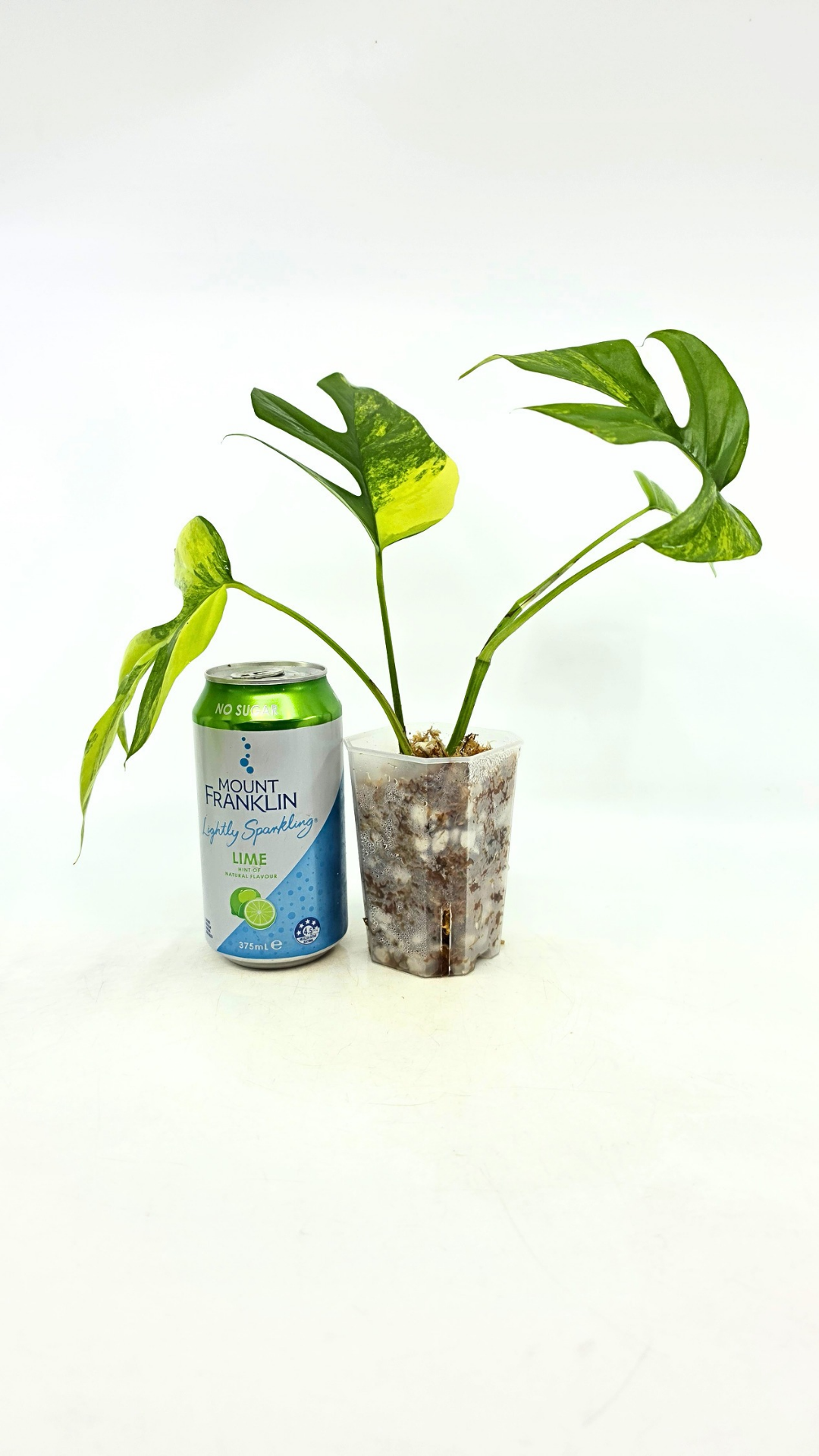 Rare indoor plant Raphidophora Tetrasperma Aurea for sale by rare plant shop The Leaf Gallery in Perth