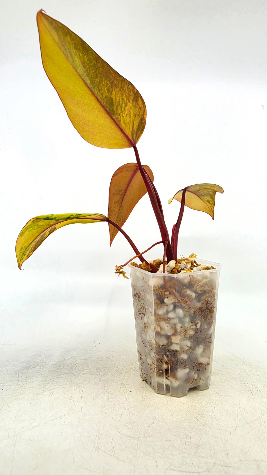 Rare indoor plant Philodendron Strawberry Shake grown and propagated by rare plant shop The Leaf Gallery in Perth, Western Australia