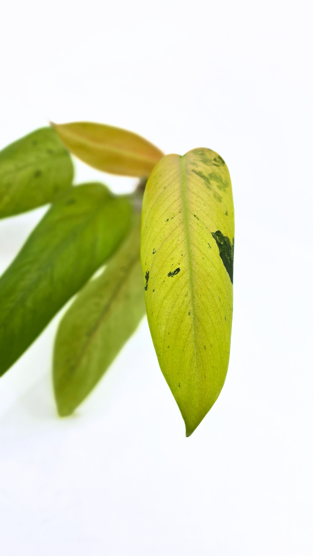 Rare indoor plant Philodendron Whipple Way available for sale at rare plant shop The Leaf Gallery in Perth, Western Australia