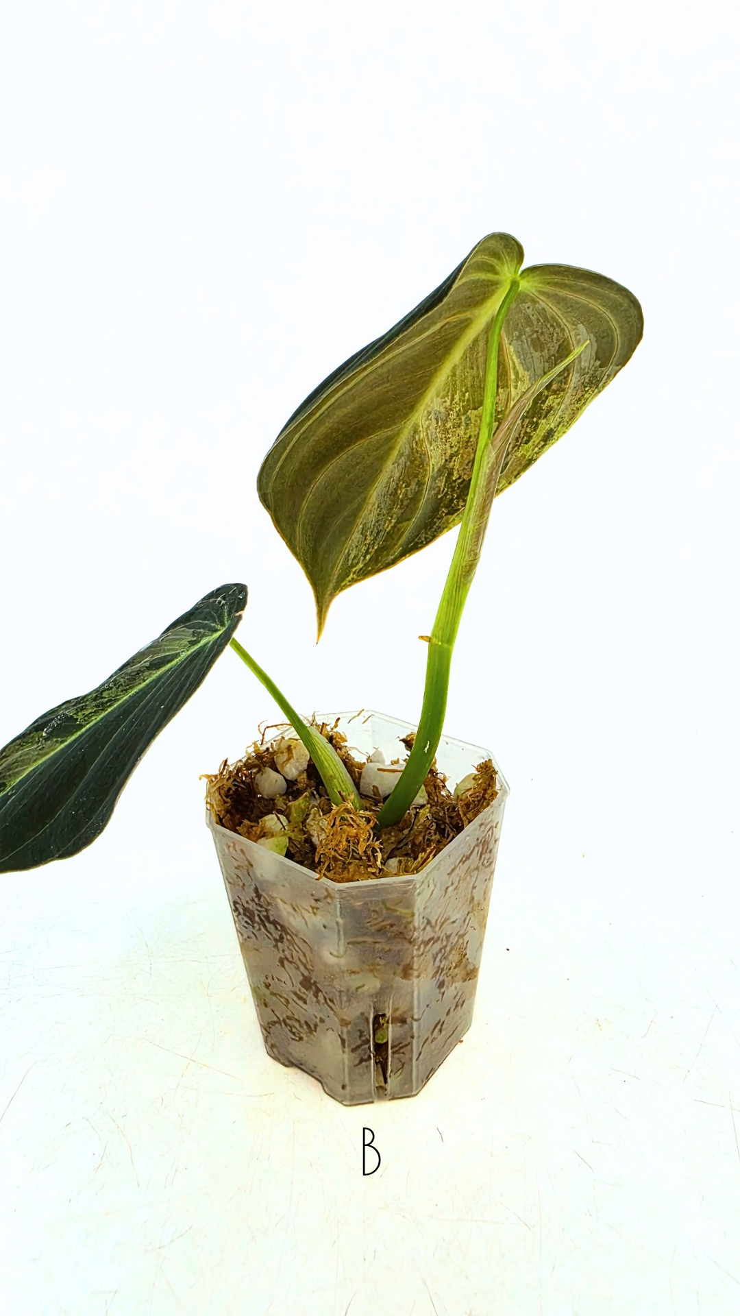 Rare plant Philodendron Melanochrysum Varigated available for sale at rare plant shop The Leaf Gallery in Perth, Western Australia