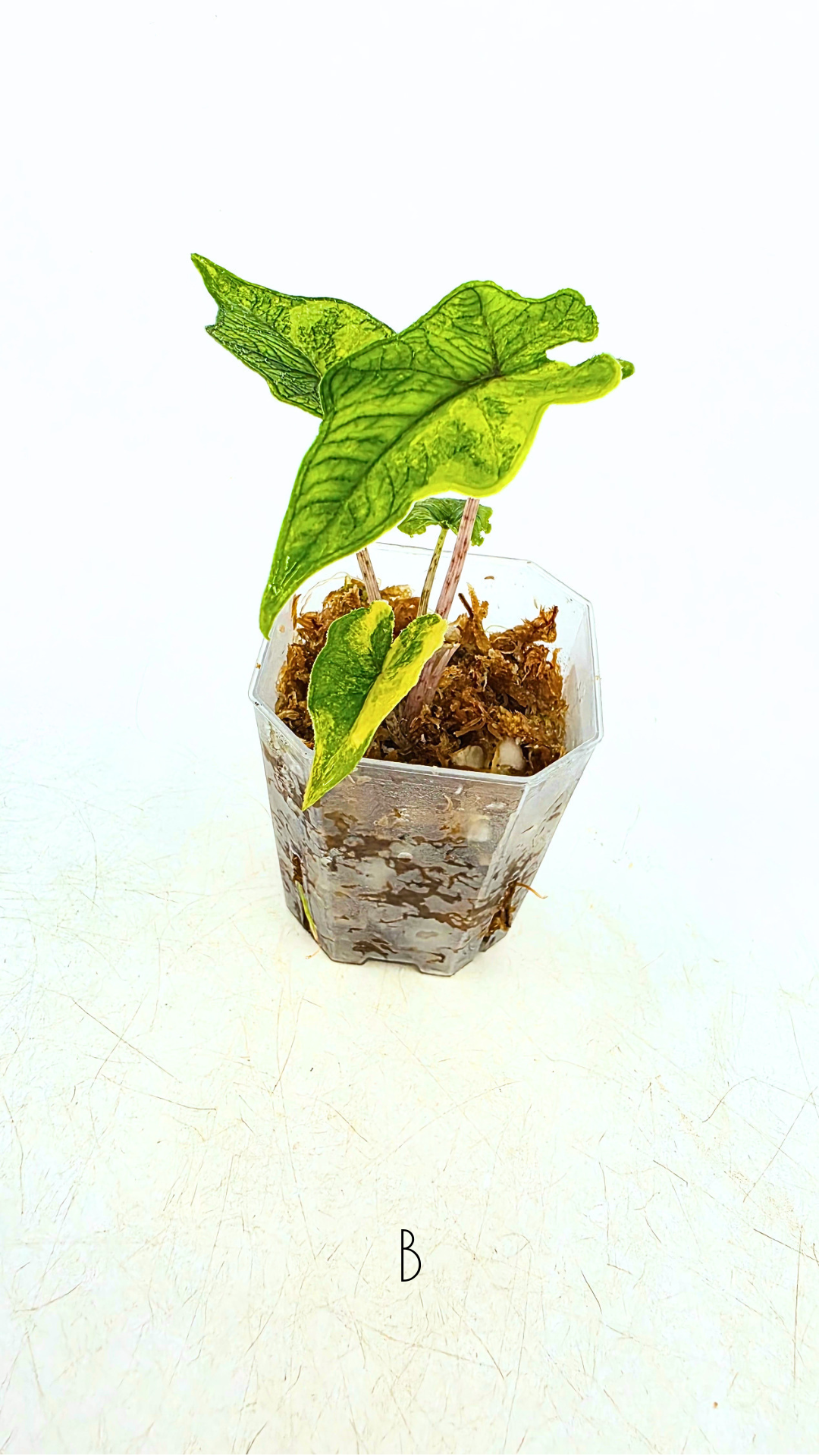 Rare indoor plannt Alocasia Jacklyn Variegated available for sale at rare house plant shop The Leaf Gallery in Perth, Western Australia.