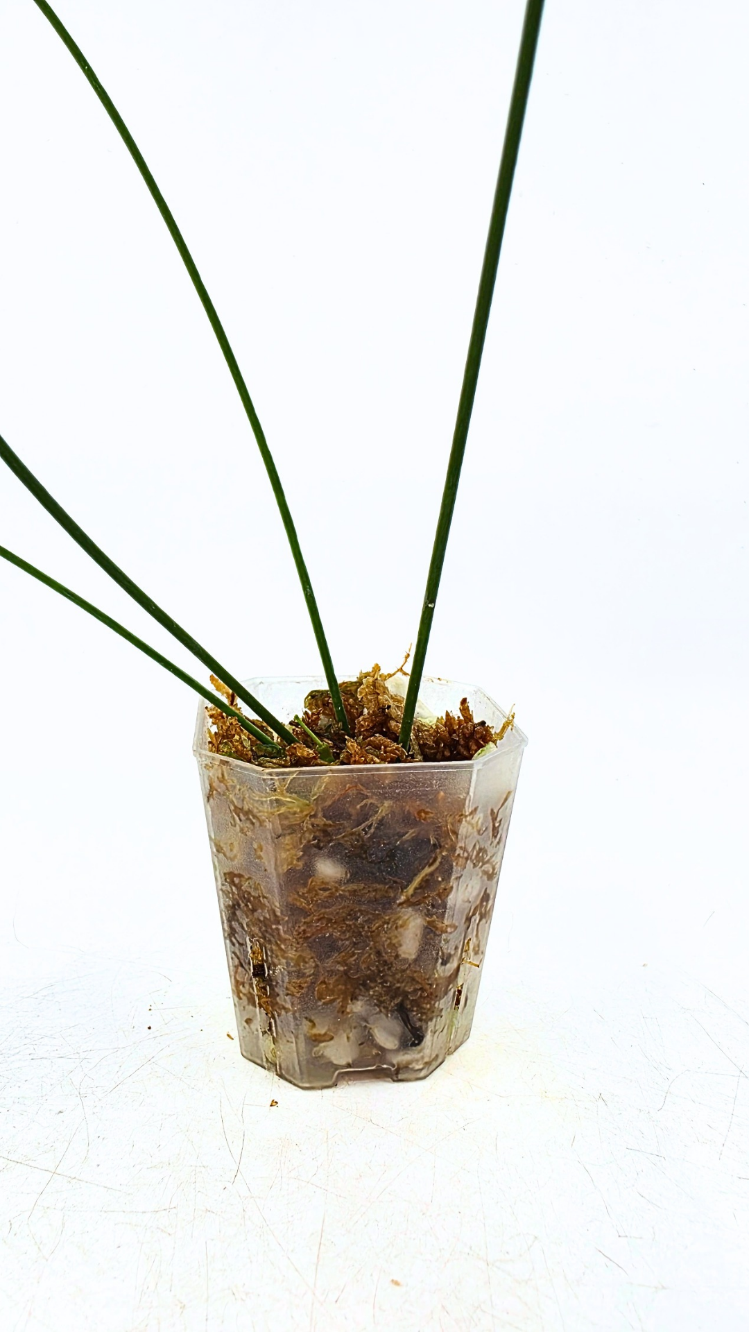 Rare waxplant Hoya Spartioides available for sale at rare indoor plant shop The Leaf Gallery in Perth, Western Australia