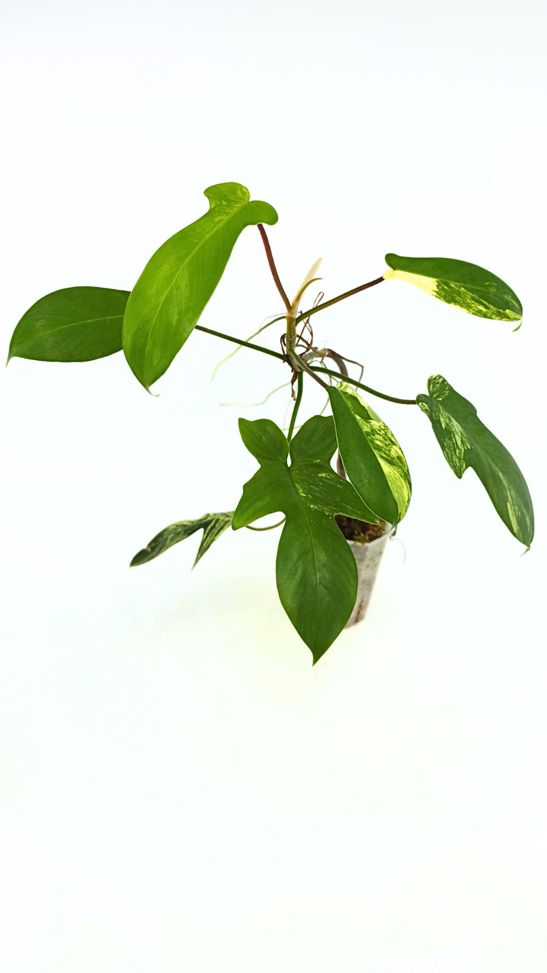 Rare indoor plant Philodendron Florida Beauty Varigated available at rare plant shop The Leaf Gallery in Perth, Western Australia