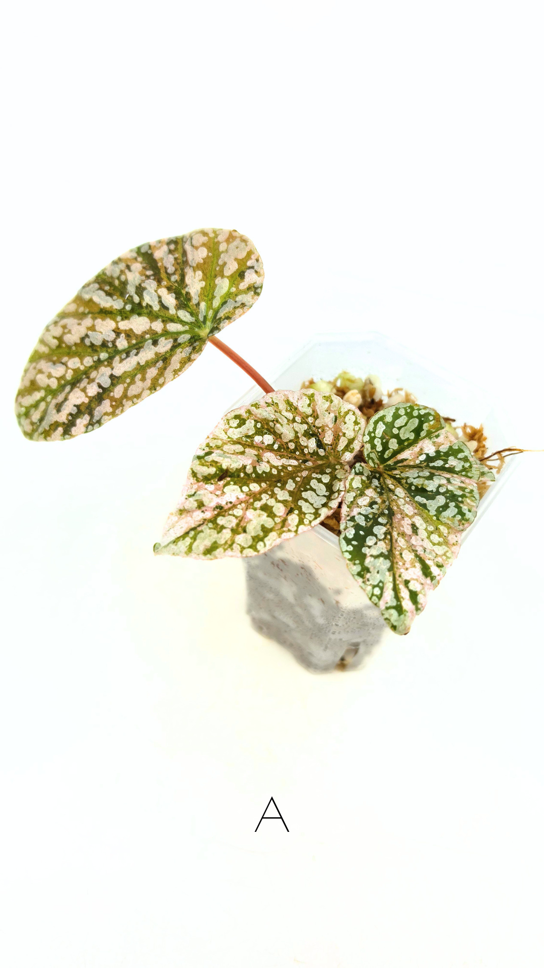 Rare Begonia Snow Capped Pink Variegated available for sale at rare plant shop The Leaf Gallery in Perth, Western Australia