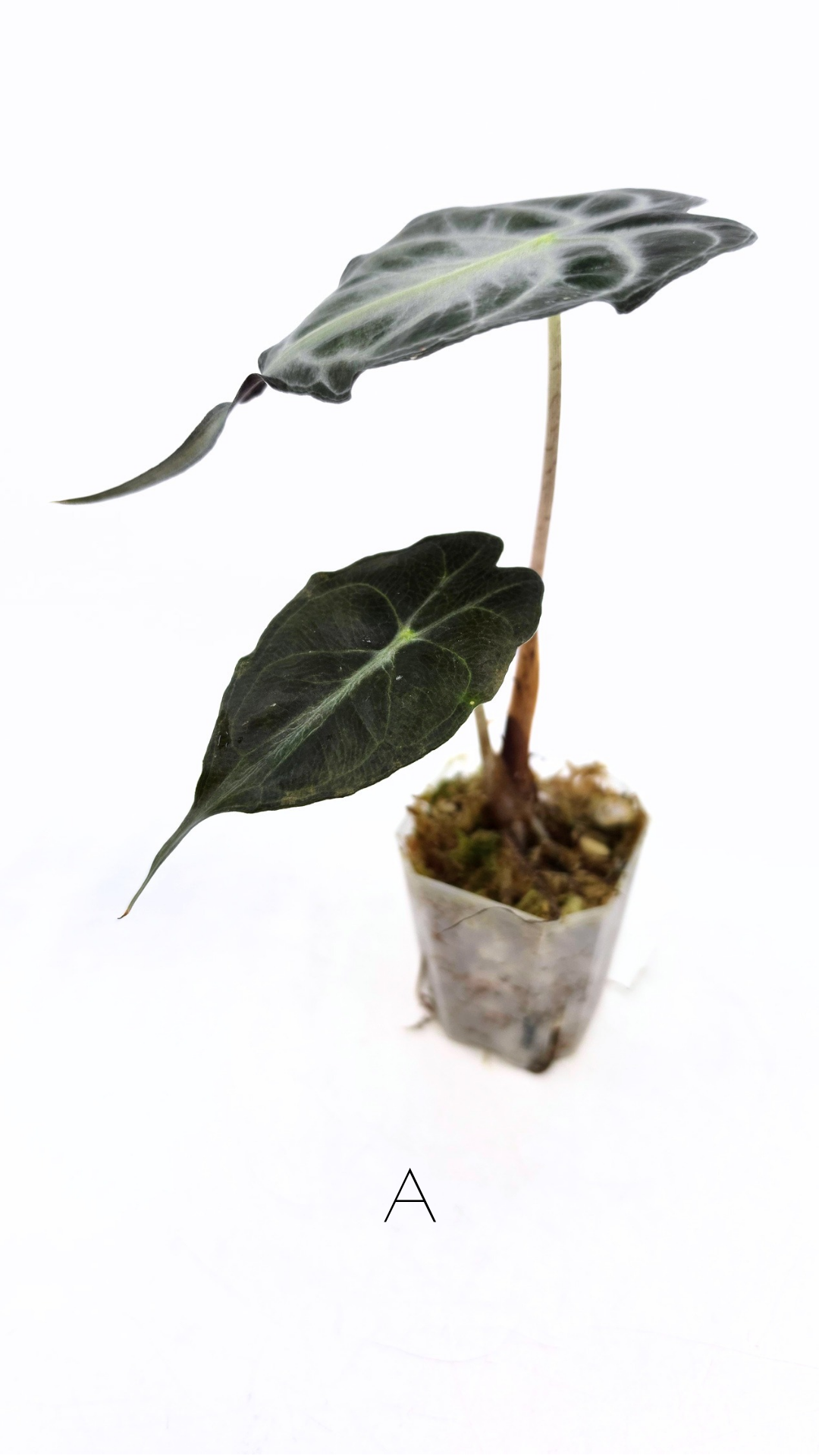 Rare indoor plant Alocasia Venom available for sale at rare house plant shop The Leaf Gallery in Perth, Western Australia