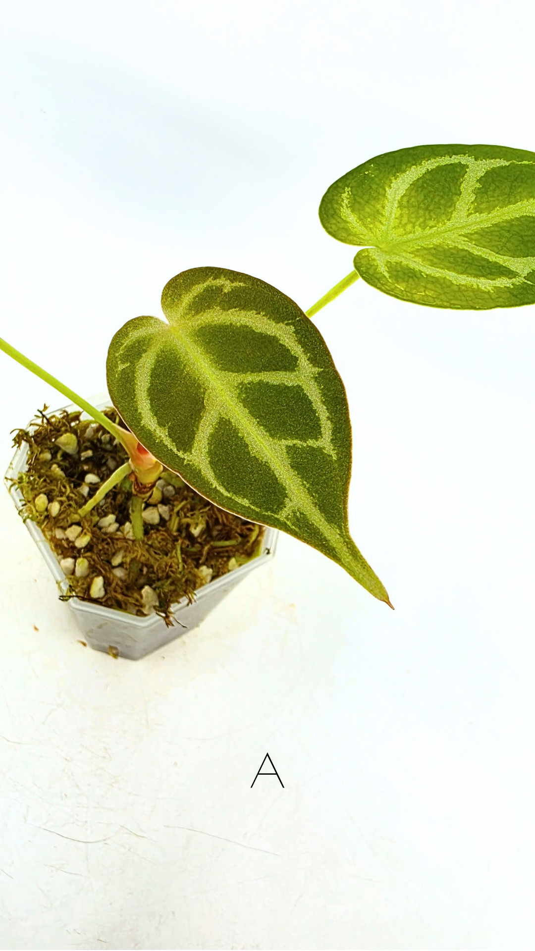 Rare anthurium hybrid Dark Forgetii cross with Anthurium Silver blush available for sale at rare plant shop The Leaf Gallery in Perth, Western Australia