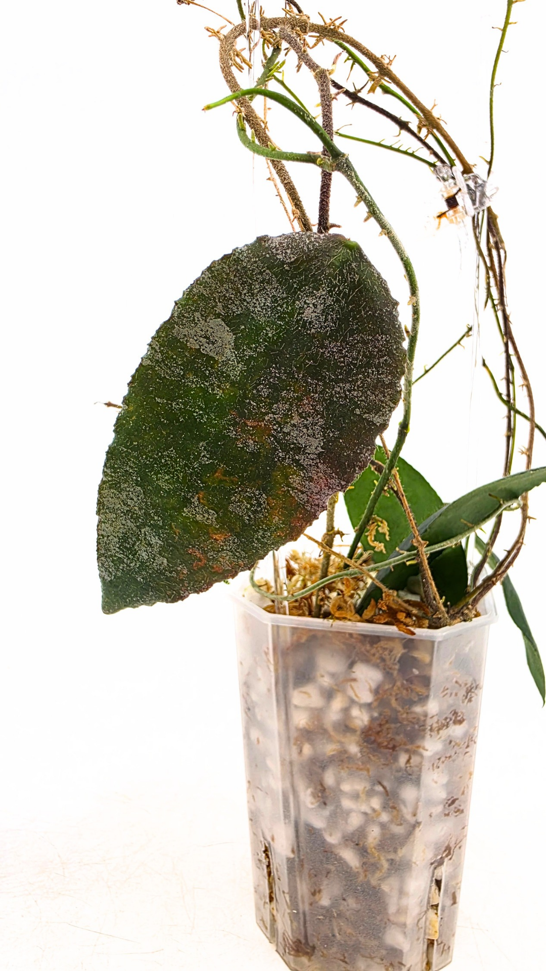 Rare Hoya Caudata Sumatra available for sale by rare indoor plant shop The Leaf Gallery in Perth, Western Australia