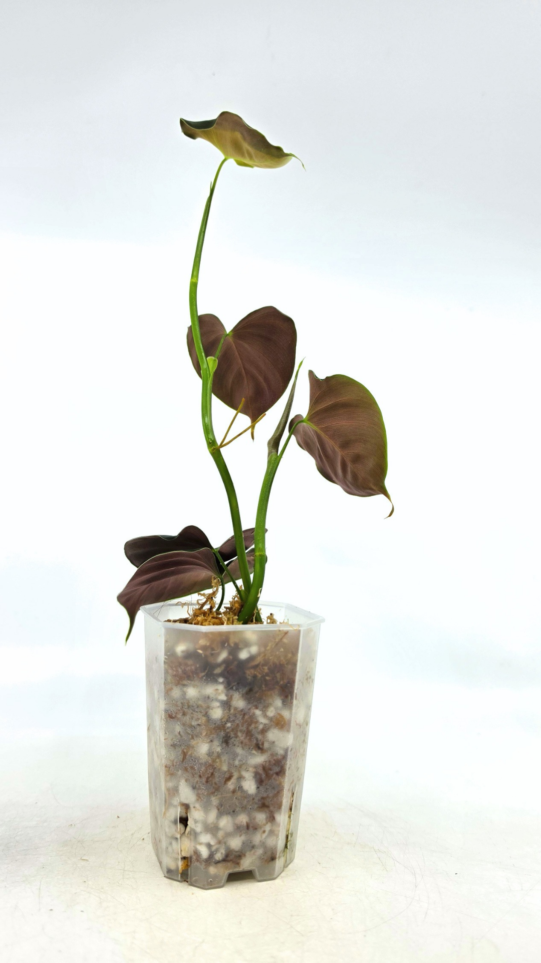 Rare indoor plant Philodendron Lupinum available for sale at rare house plant shop The Leaf Gallery in Perth, Western Australia
