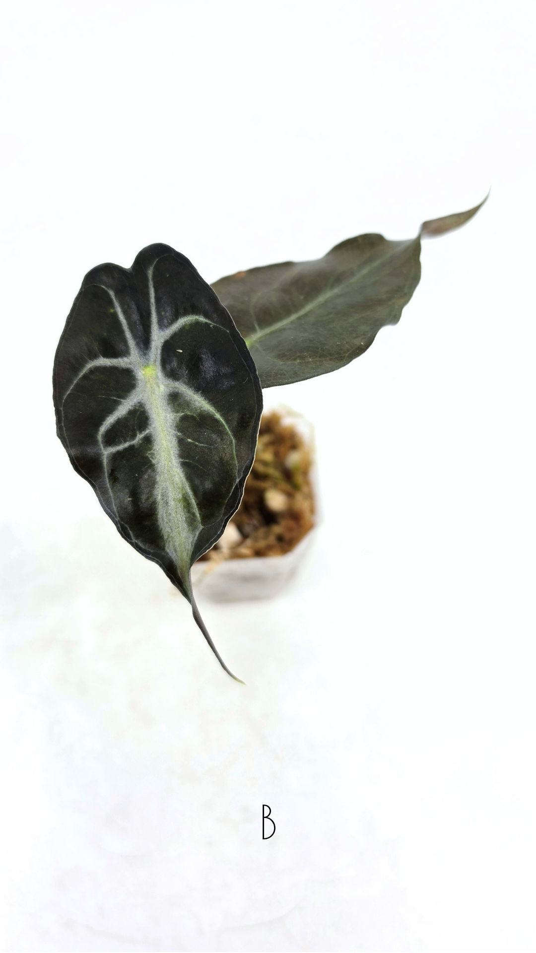 Rare indoor plant Alocasia Venom available for sale at rare house plant shop The Leaf Gallery in Perth, Western Australia.