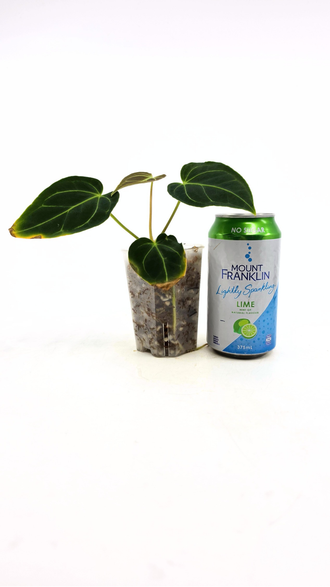 Rare indoor plant pure Anthurium Regale seedlings available for sale at rare house plant shop The Leaf Gallery in Perth, Western Australia