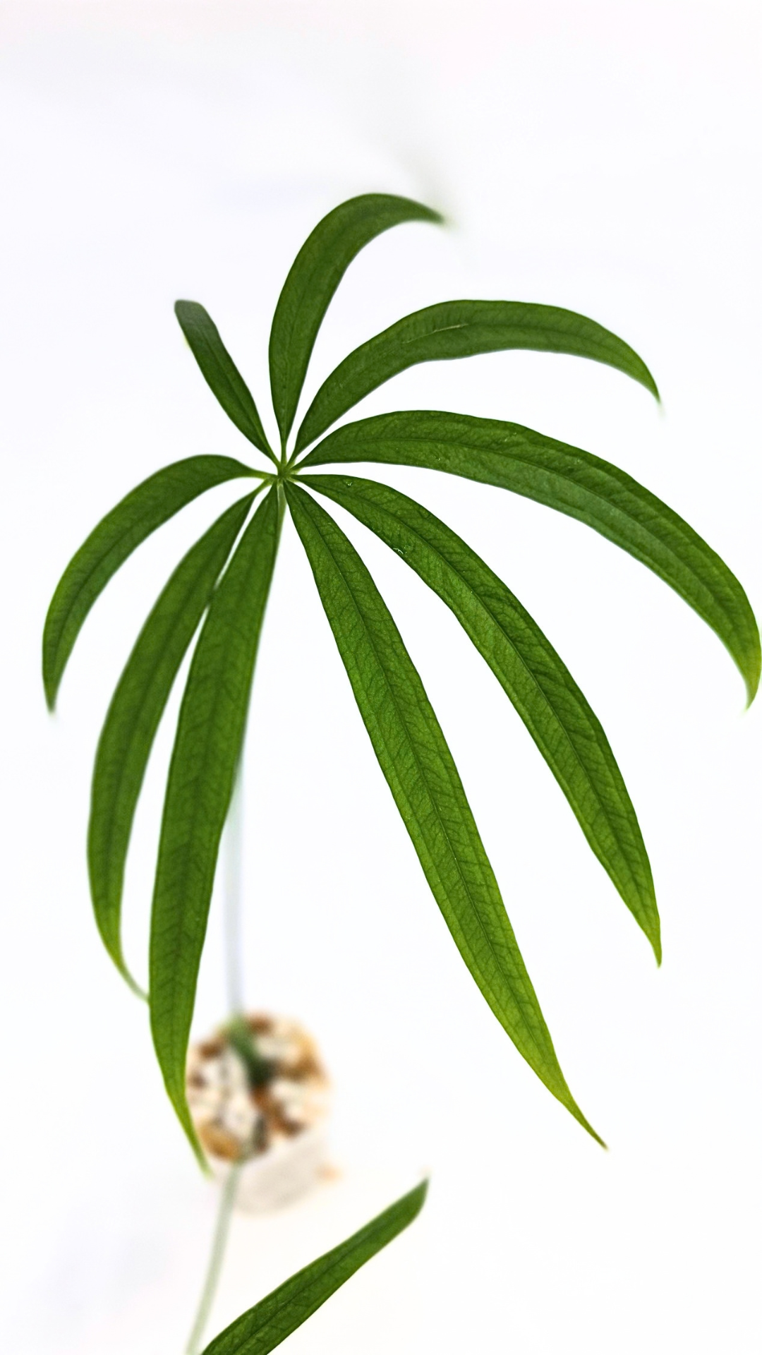 Hard to find house plant Anthurium Polydactylum available for sale at rare plant shop The Leaf Gallery in Perth, Western Australia.