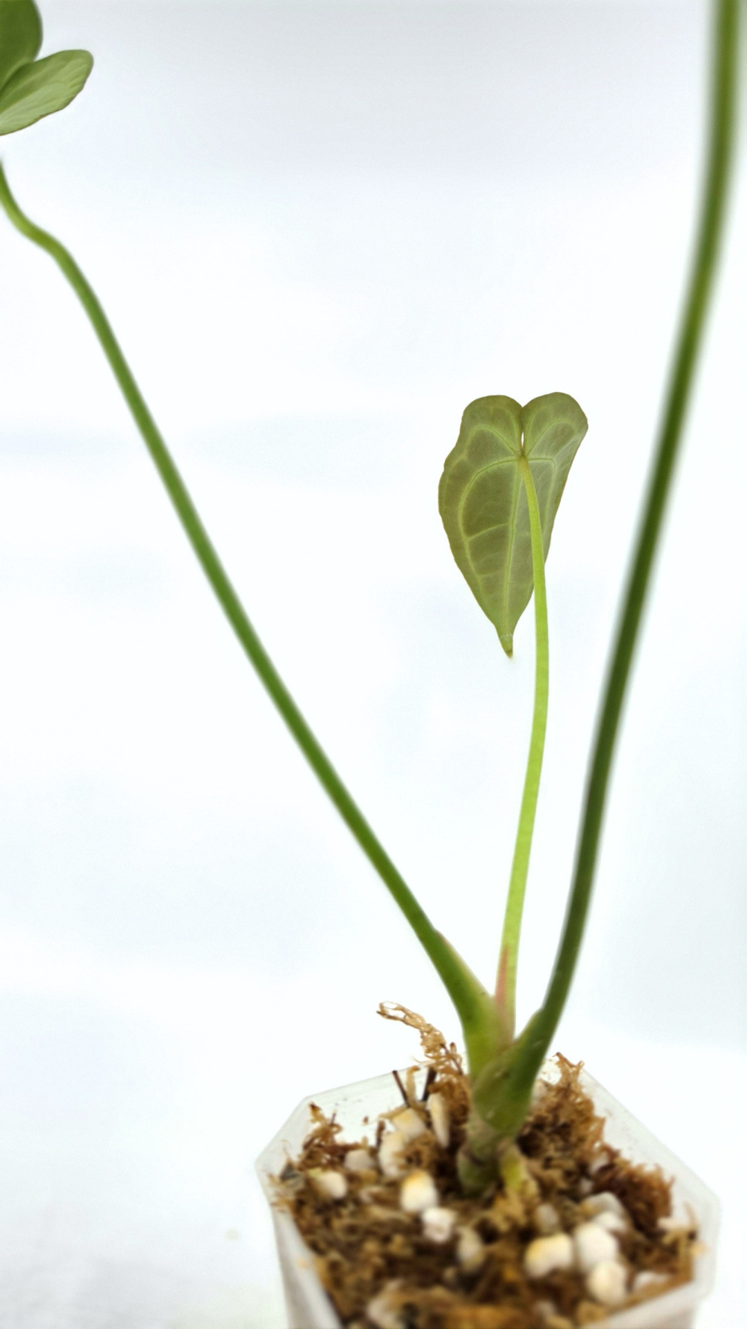 Rare indoor plant Anthurium SKG Silver with Anthurium Forgetii hybrid available at rare plant shop The Leaf Gallery in Perth, Western Australia