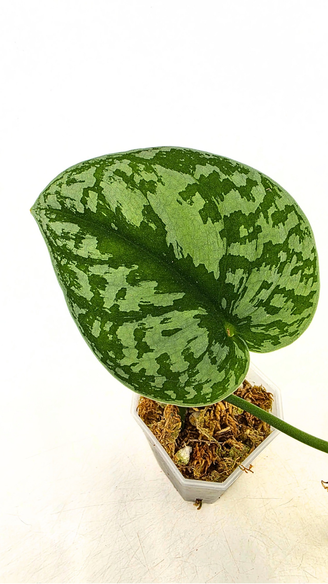 Uncommon indoor plant scindapsus Exotica available for sale at rare plant shop The Leaf Gallery in Perth, Western Australia.