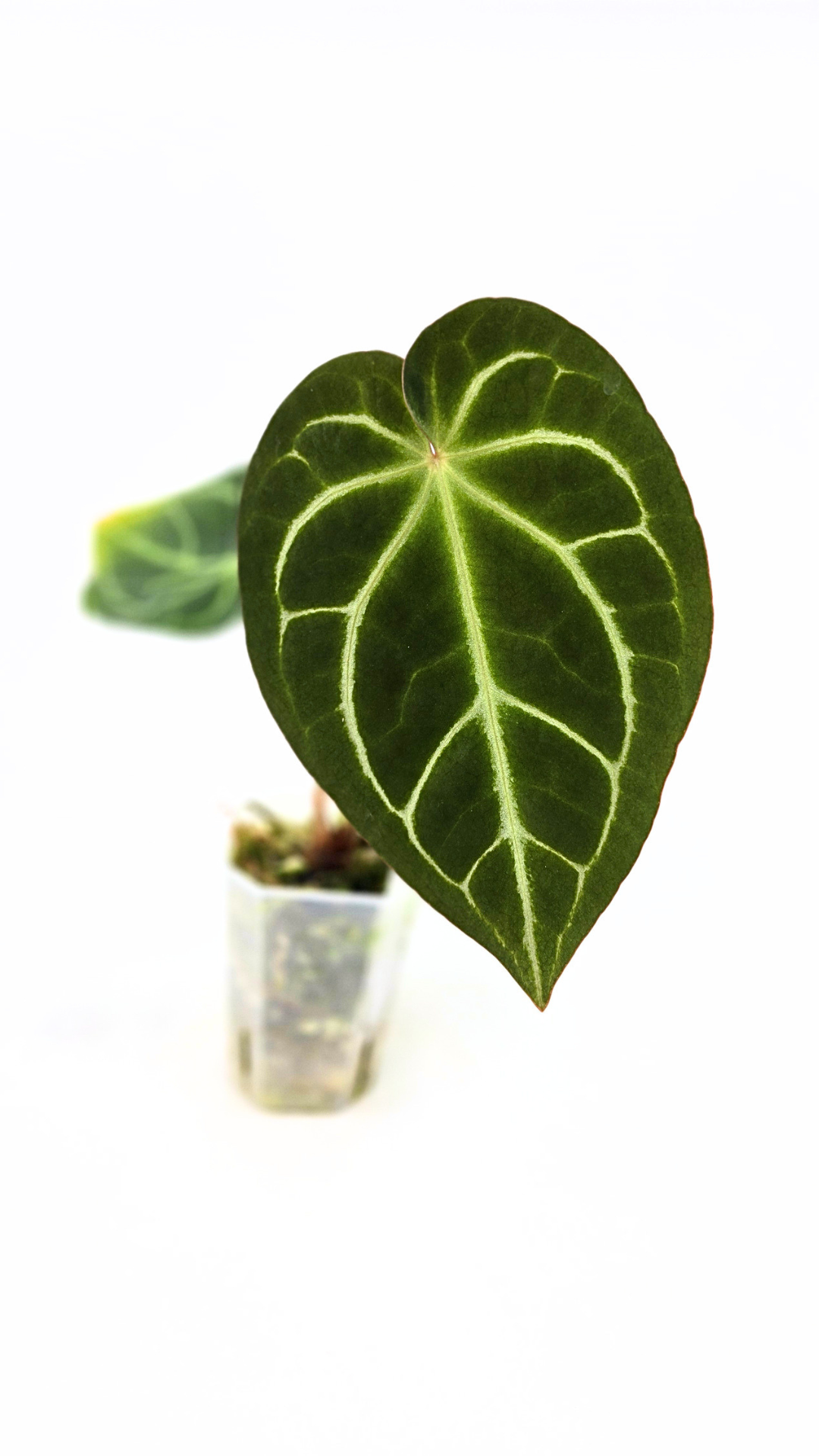 Rare indoor plant Anthurium Crystallinum X Magnificum available for sale at rare house plant shop the Leaf Gallery in Perth, Western Australia