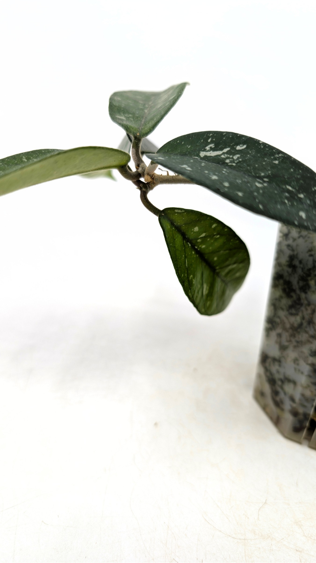 Rare waxplant Hoya Starry Night available for sale at The Leaf Gallery in Perth, Western Australia