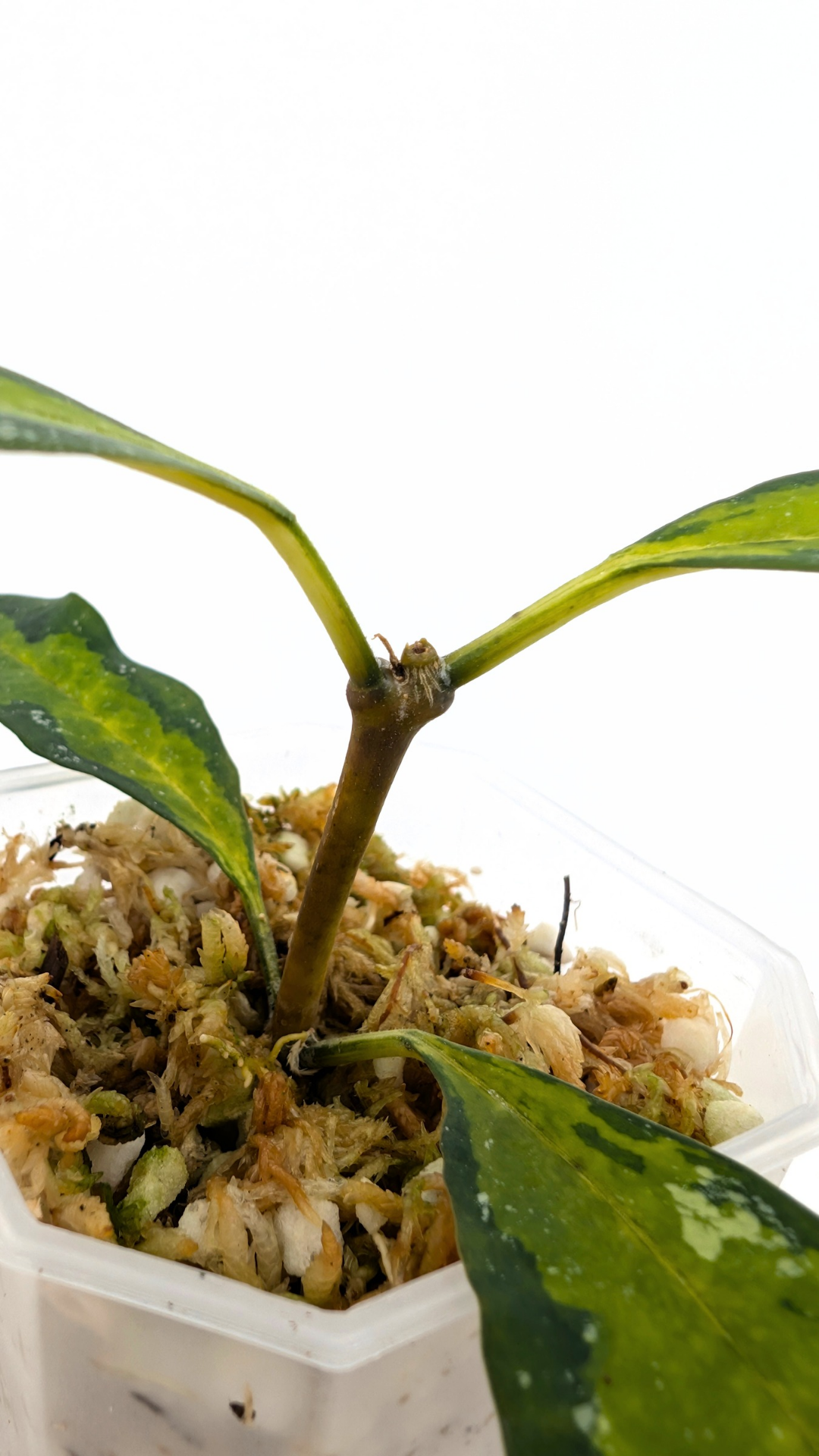 Rare Hoya Multiflora Variegated available at rare indoor plant shop The Leaf Gallery in Perth, Western Australia
