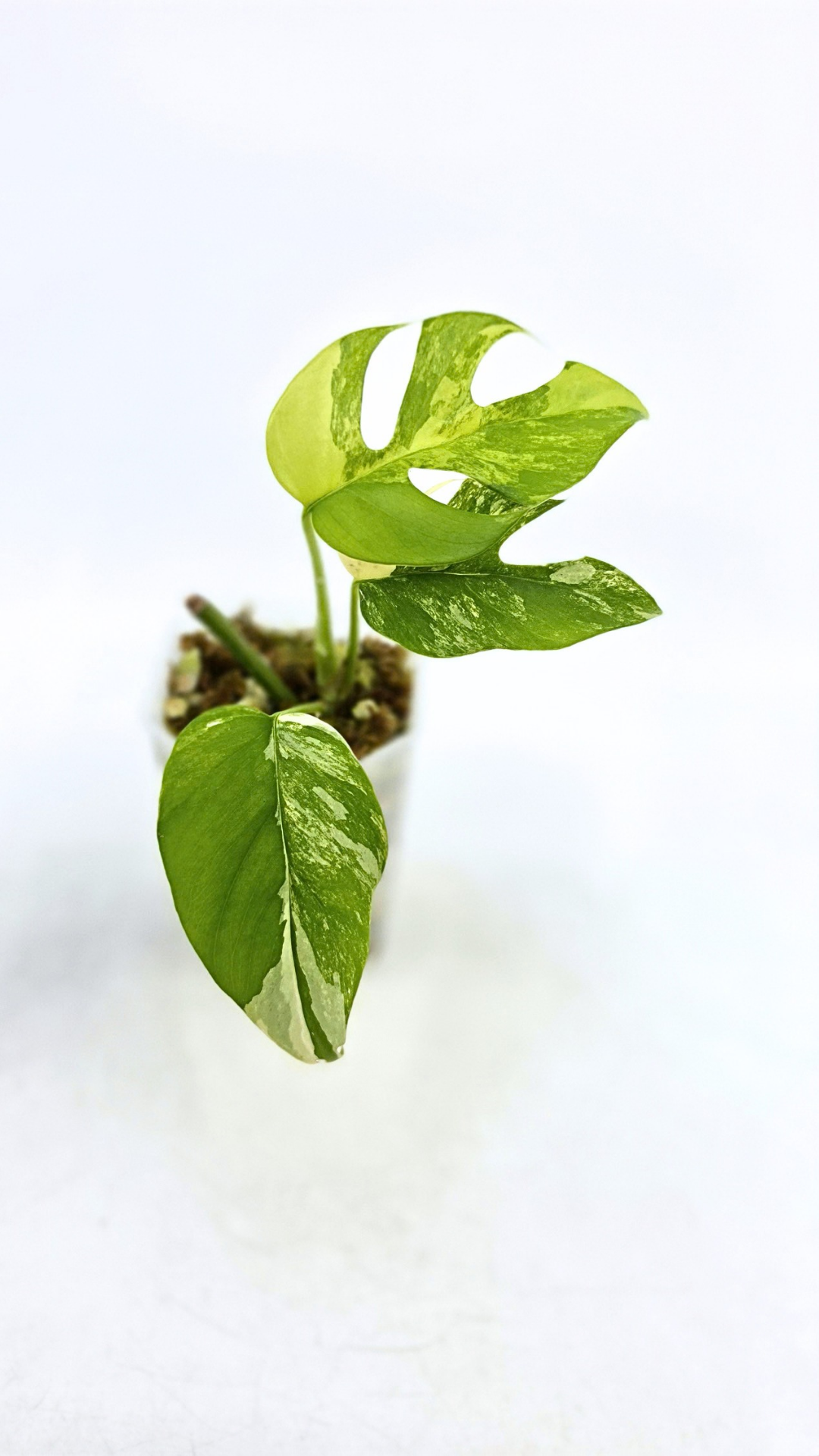 Rare indoor plant Raphidophora Tetrasperma Aurea for sale by rare plant shop The Leaf Gallery in Perth