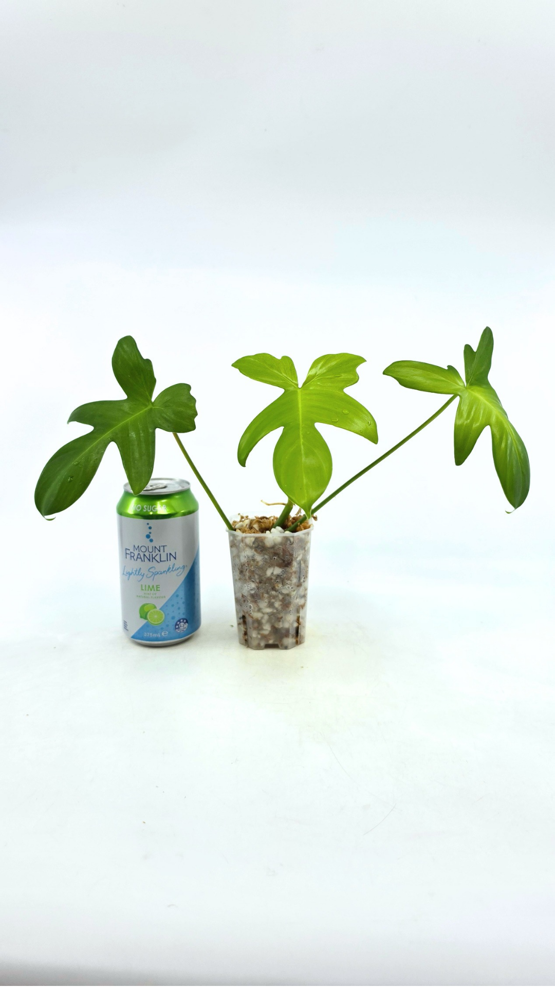 Uncommon indoor plant Philodendron Pedatum Ghost available for sale at rare indoor plant shop The Leaf Gallery in Perth, Western Australia