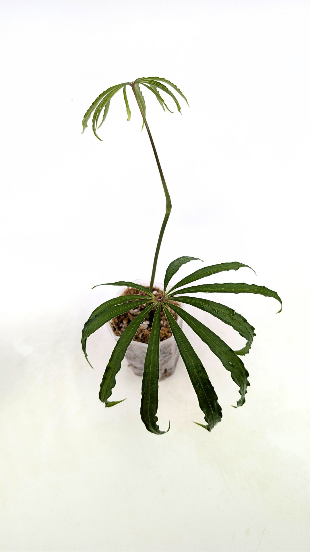 Hard to find vining house plant Anthurium Polystictum available for sale at rare plant shop The Leaf Gallery in Perth, Western Australia.