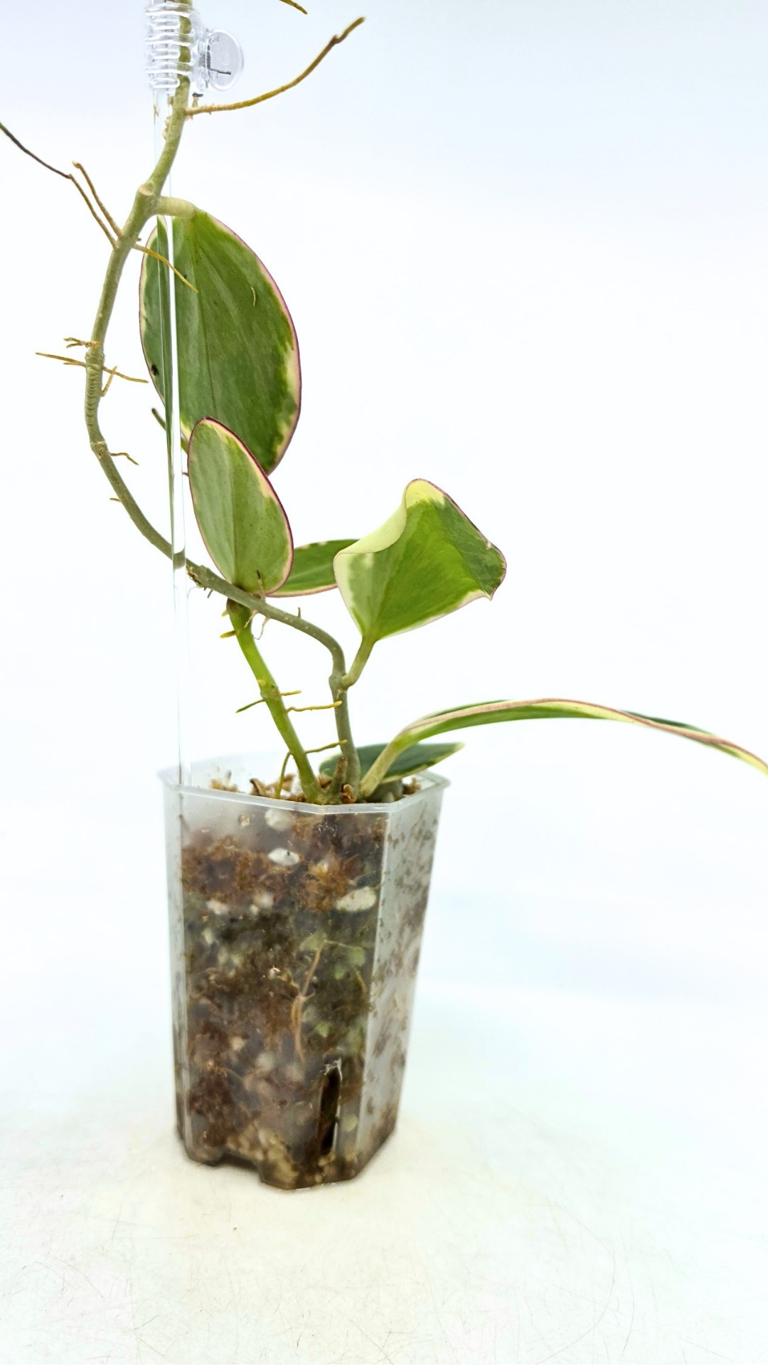 Rare waxplant Hoya sp Para Albomarginata available for sale at rare indoor plant shop The Leaf Gallery in Perth, Western Australia