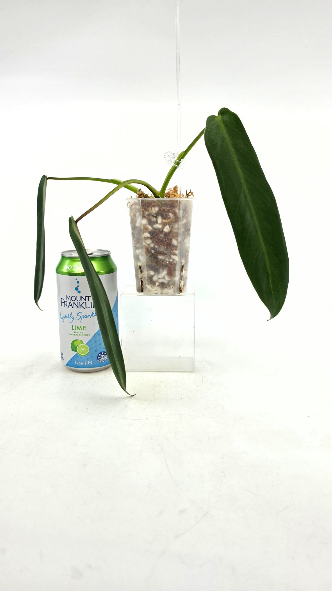 Rare houseplant Philodendron Spiritus-Sancti TC available at rare plant shop The Leaf Gallery in Perth, Western Australia