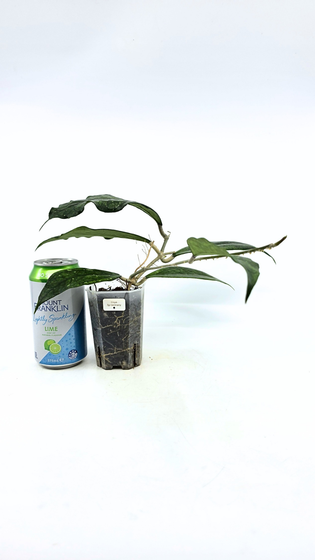 Rare waxplant Hoya Decipulae available for sale at rare indoor plant shop The Leaf Gallery in Perth, Western Australia