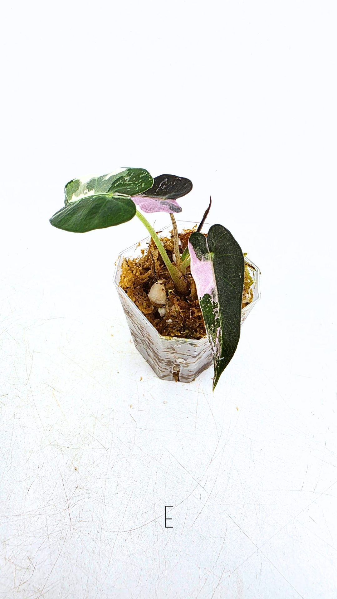 Rare indoor plant Alocasia Amazonica Bambino Pink TC plantlets available for sale at rare houseplant shop The Leaf Gallery in Perth, Western Australia