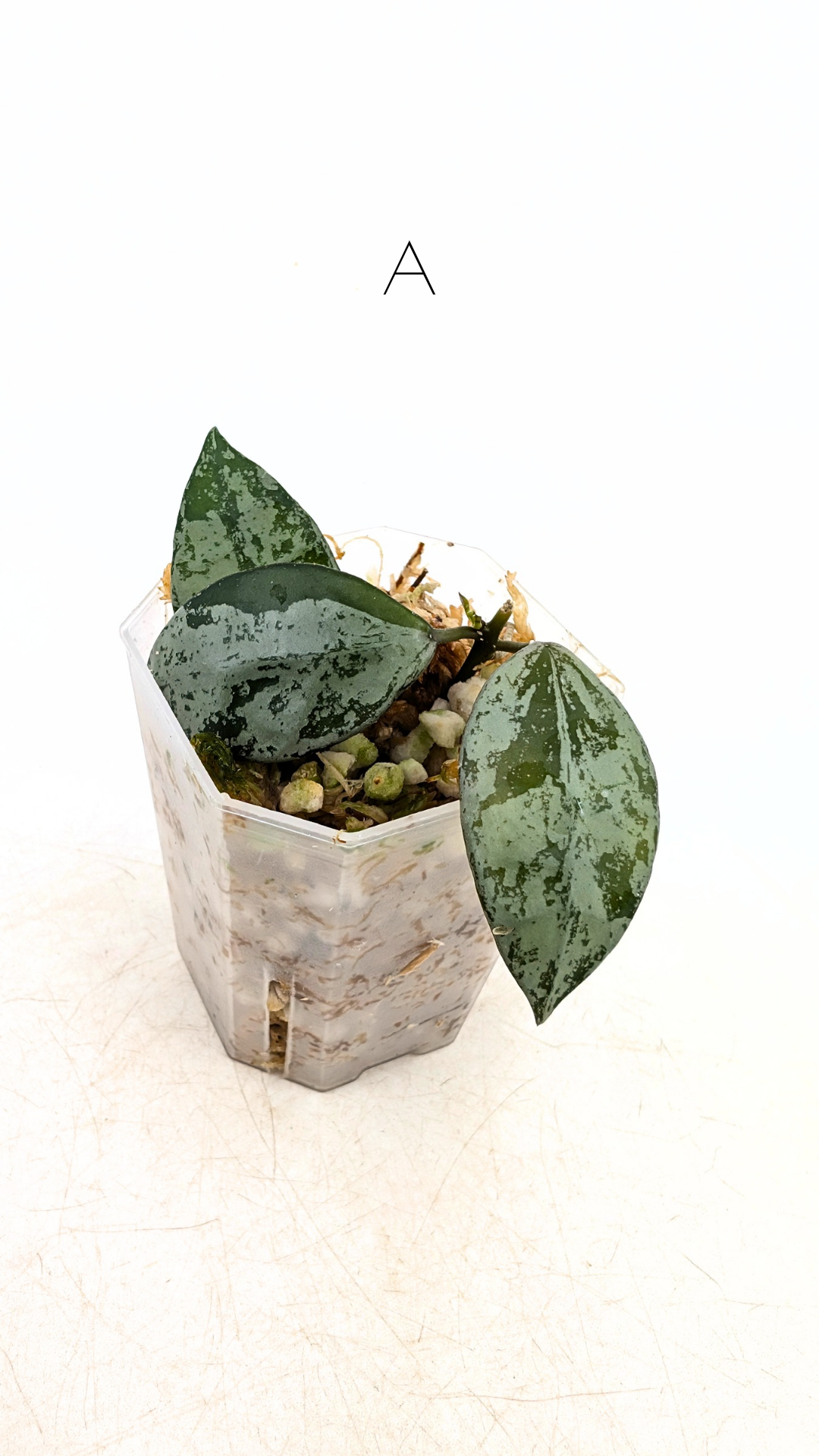 Rare waxplant Hoya Sulcata available for sale at rare indoor plant shop The Leaf Gallery in Perth, Western Australia