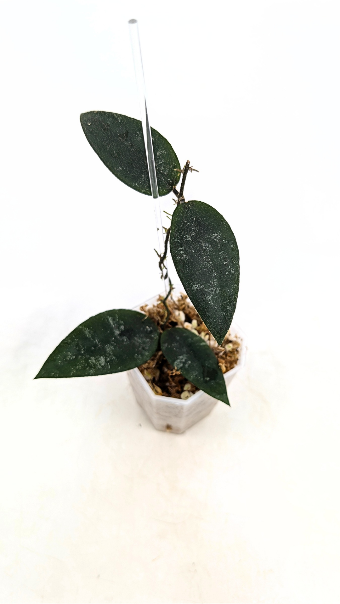 Rare Hoya Caudata Sumatra available for sale by rare indoor plant shop The Leaf Gallery in Perth, Western Australia