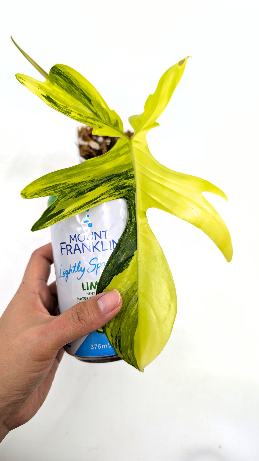 Rare indoor plant Philodendron Florida Beauty Varigated available at rare plant shop The Leaf Gallery in Perth, Western Australia