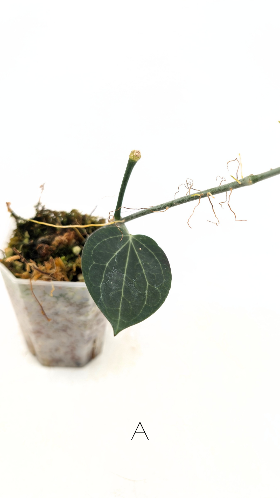 Rare waxplant Hoya Hellwigiana IML1101 available for sale at rare indoor plant shop The Leaf Gallery in Perth, Western Australia