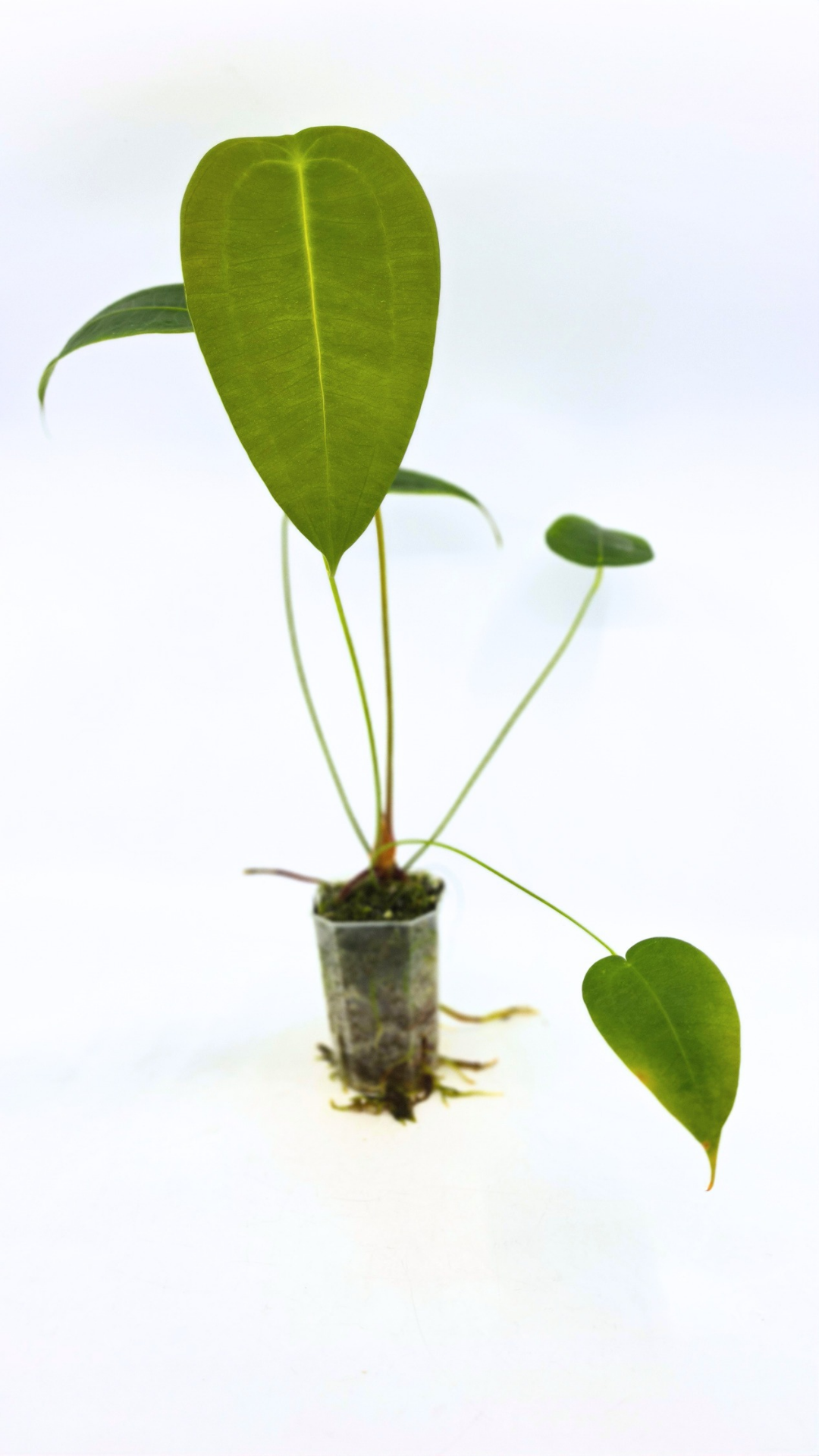 Rare house plant Anthurium Peltigerum available for sale at rare indoor plant shop The Leaf Gallery in Perth, Western Australia