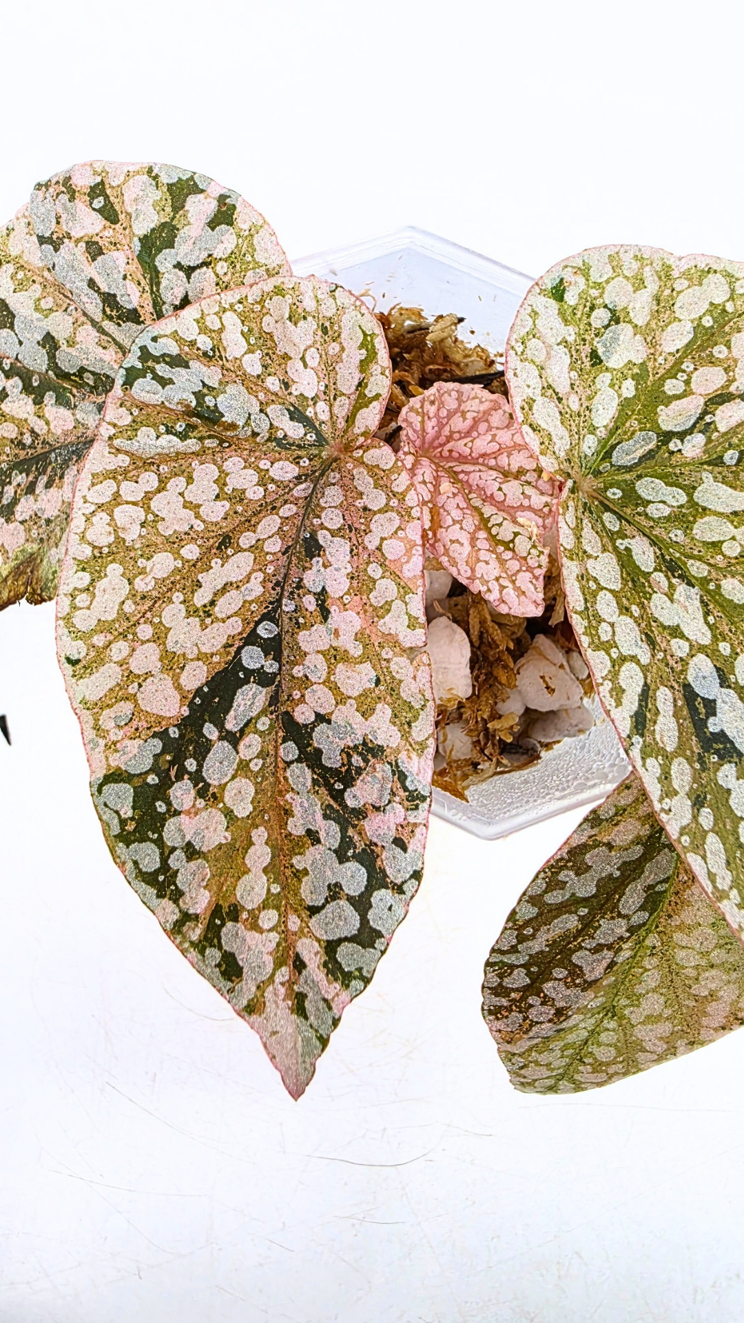 Rare Begonia Snow Capped Pink Variegated available for sale at rare plant shop The Leaf Gallery in Perth, Western Australia