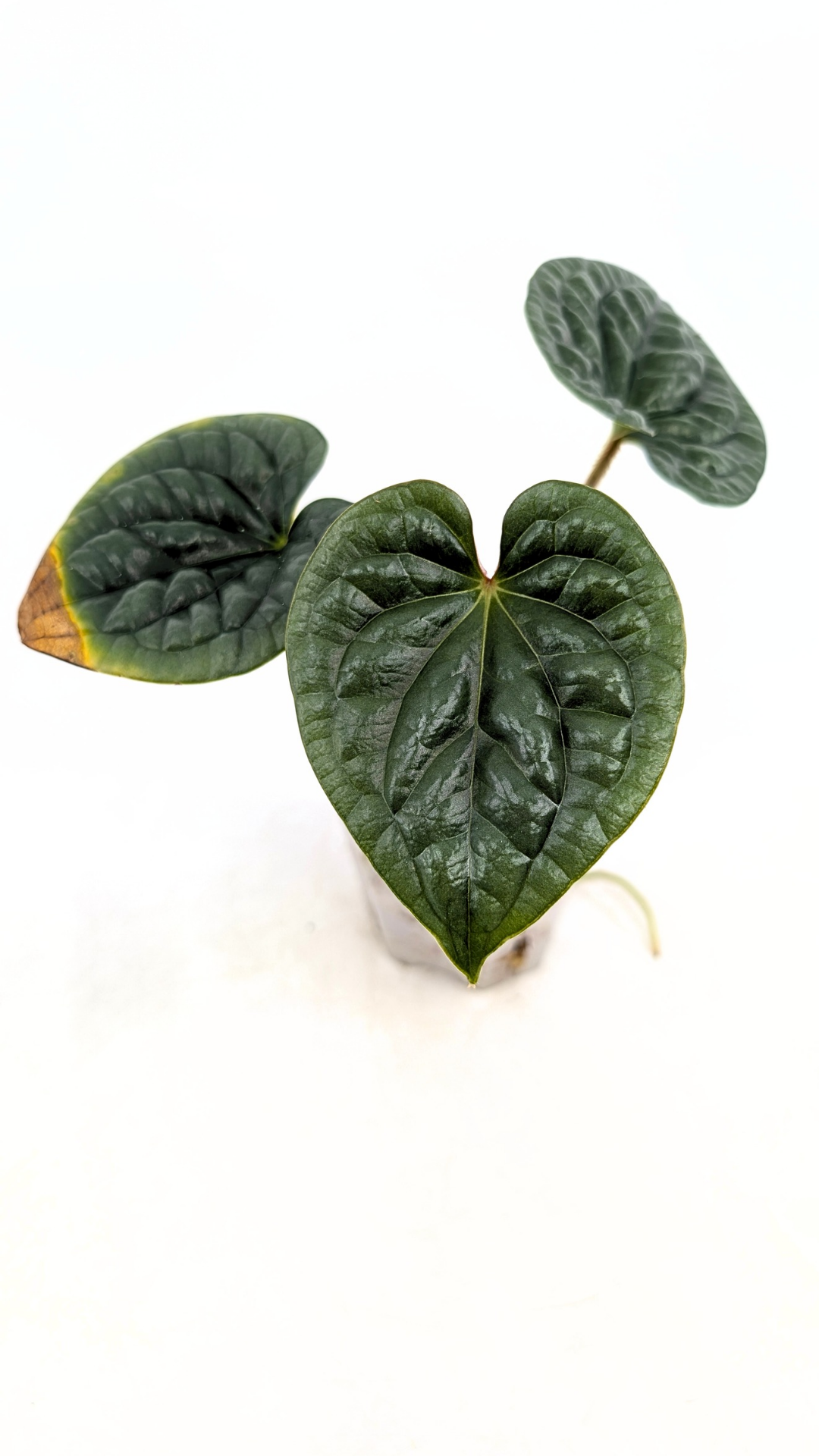 Rare indoor plant Anthurium Luxurians available for sale at rare house plant shop The Leaf Gallery in Perth, Western Australia