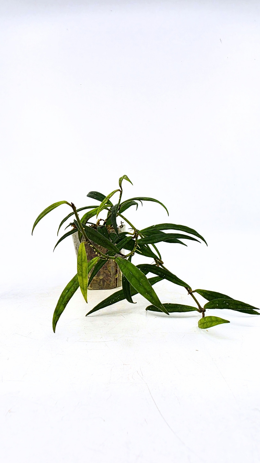 Uncommon waxplant Hoya Pauciflora available for sale at rare indoor plan shop The Leaf Gallery in Perth, Western Australia