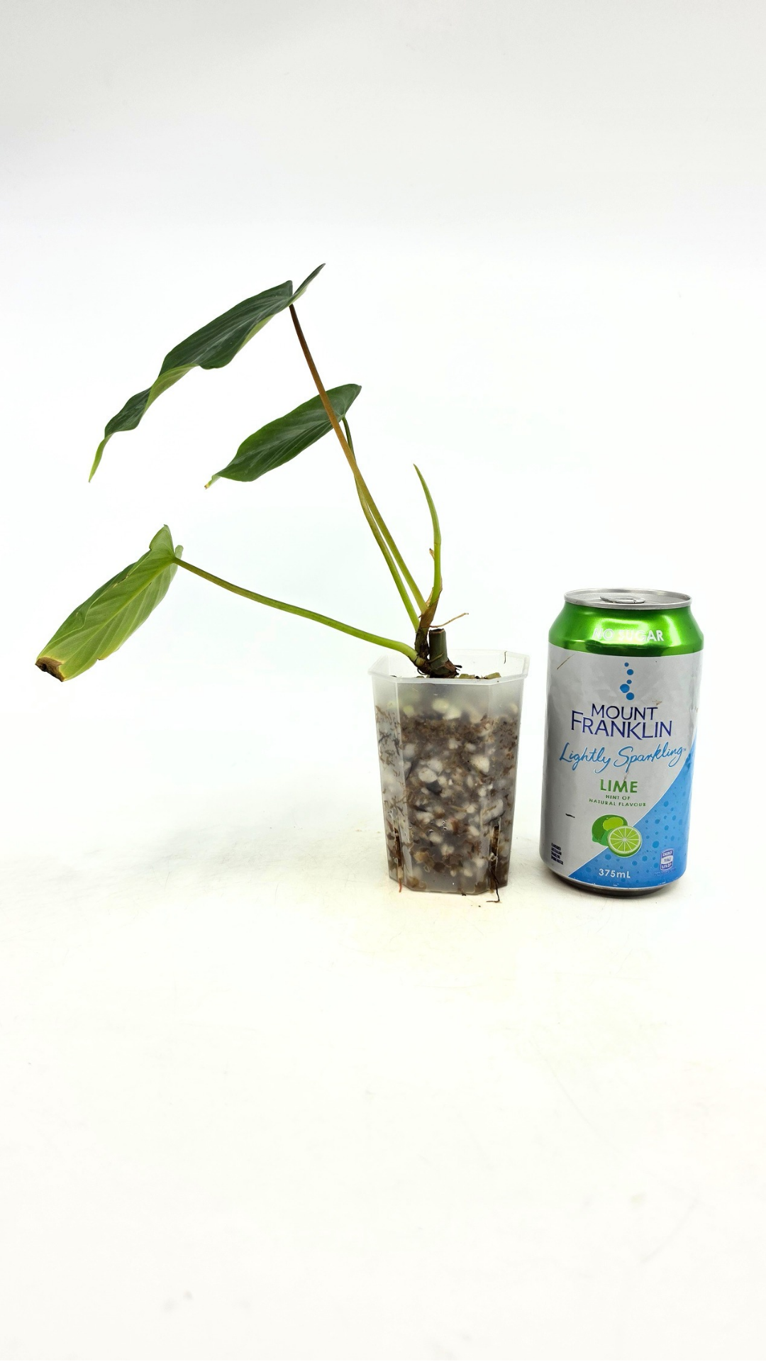 Rare indoor plant Philodendron Majestic available at rare plant shop The Leaf Gallery in Perth, Western Australia