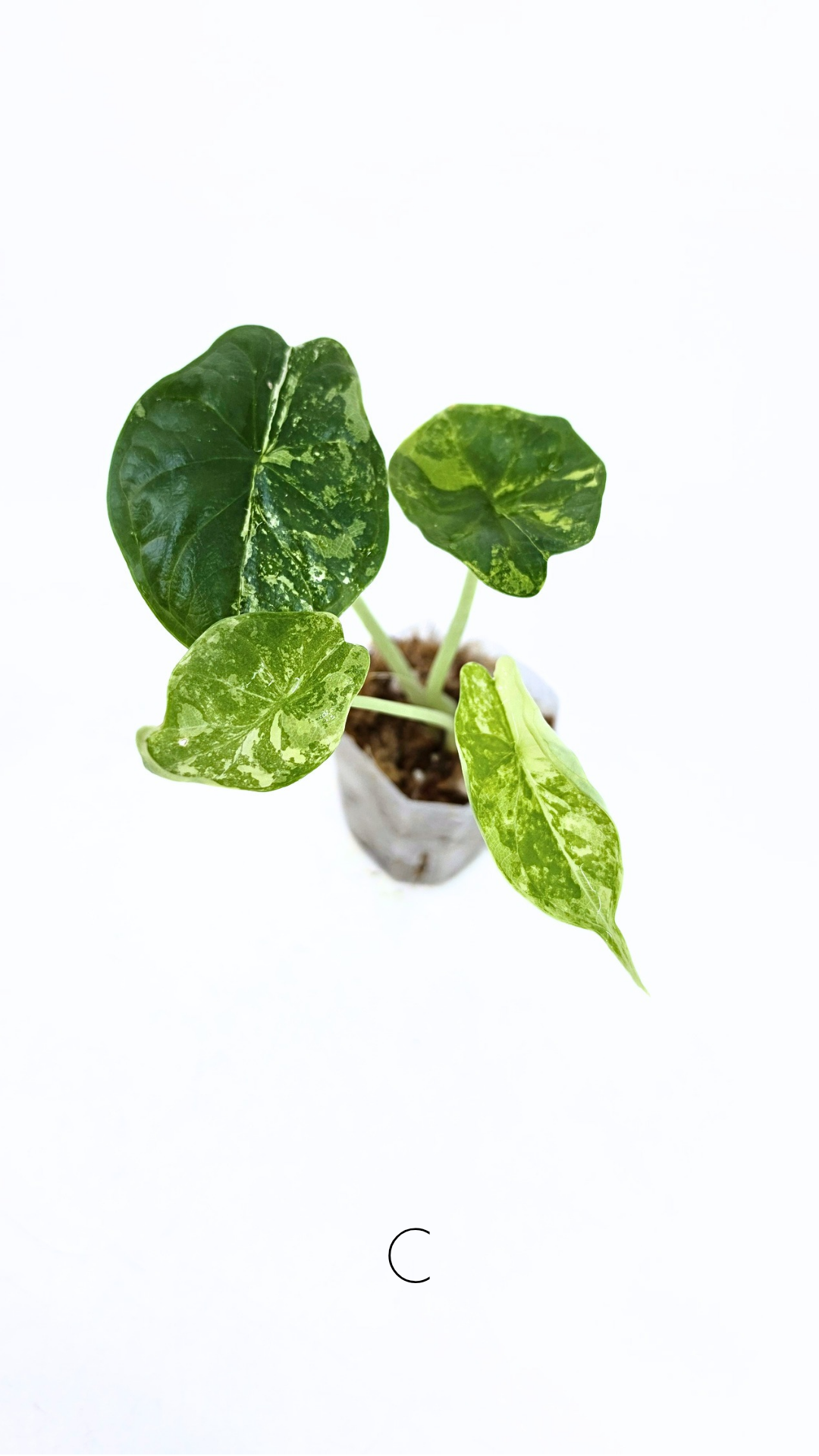 Sought after indoor plant Alocasia Dragon Scale Variegated available for sale at rare house plant shop The Leaf Gallery in Perth, Western Australia