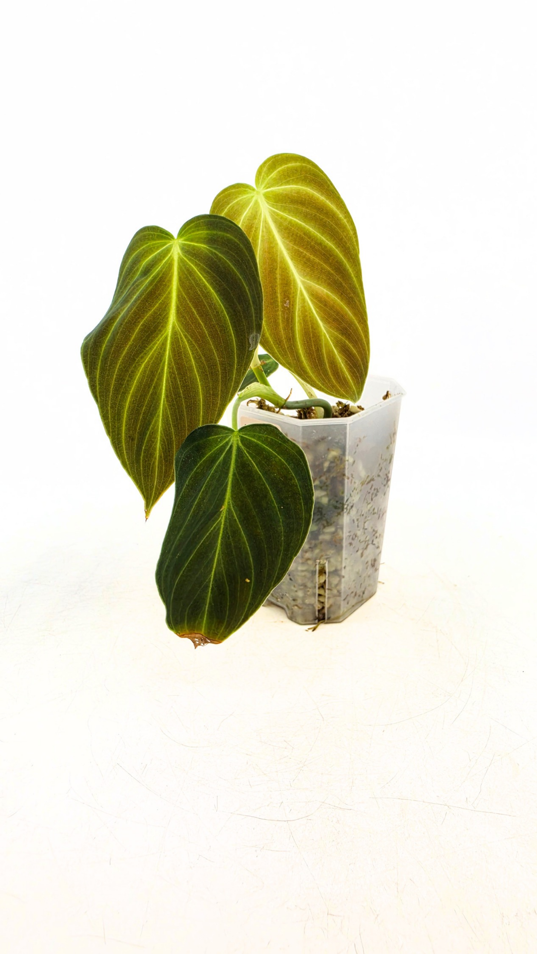 Uncommon indoor plant Philodendron Splendid available for sale at rare house plant shop The Leaf Gallery in Perth, Western Australia