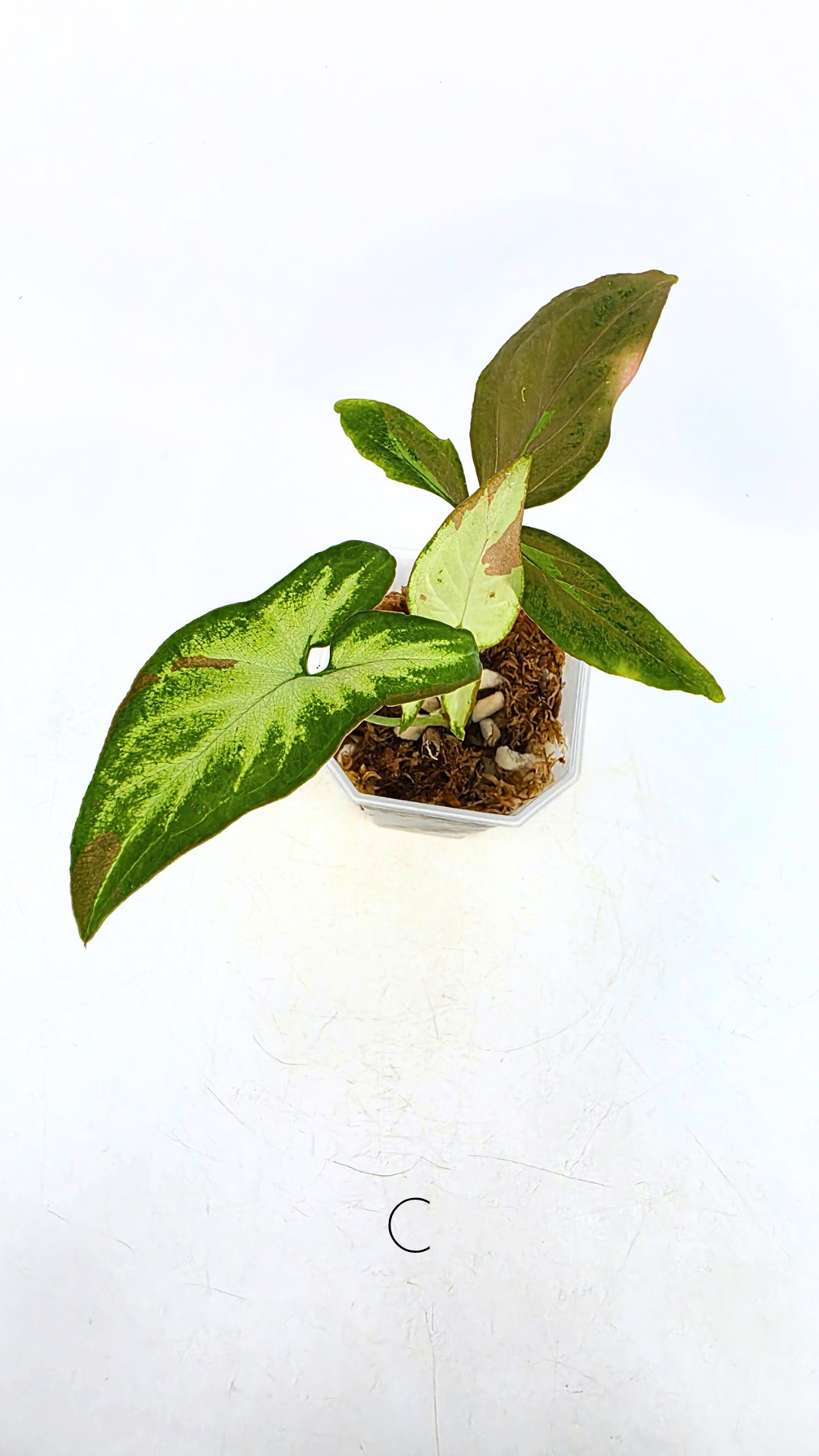 Rare plant Syngonium Redspot Tricolour available from rare plant shop The Leaf Gallery in Perth, Western Australia
