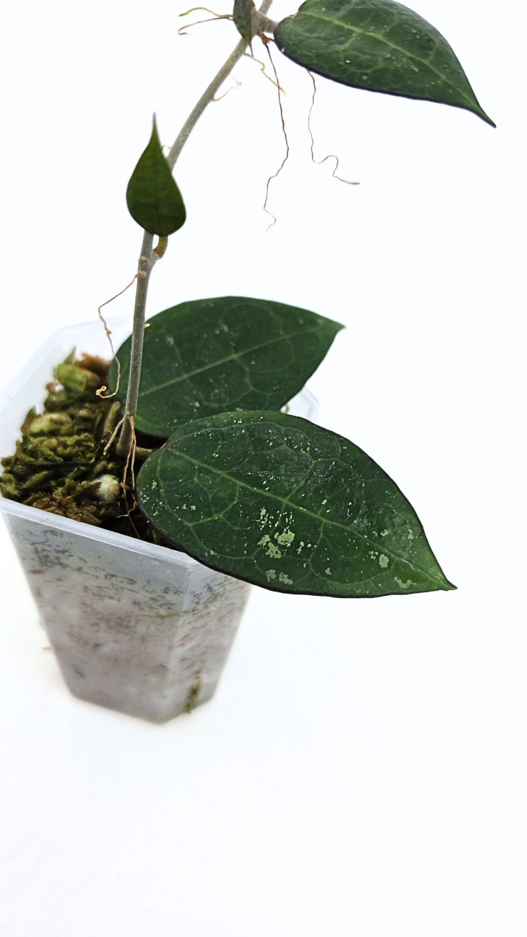 Rare indoor plant Hoya Verticillata Black Margin available for sale at rare house plant shop The Leaf Gallery in Perth, Western Australia