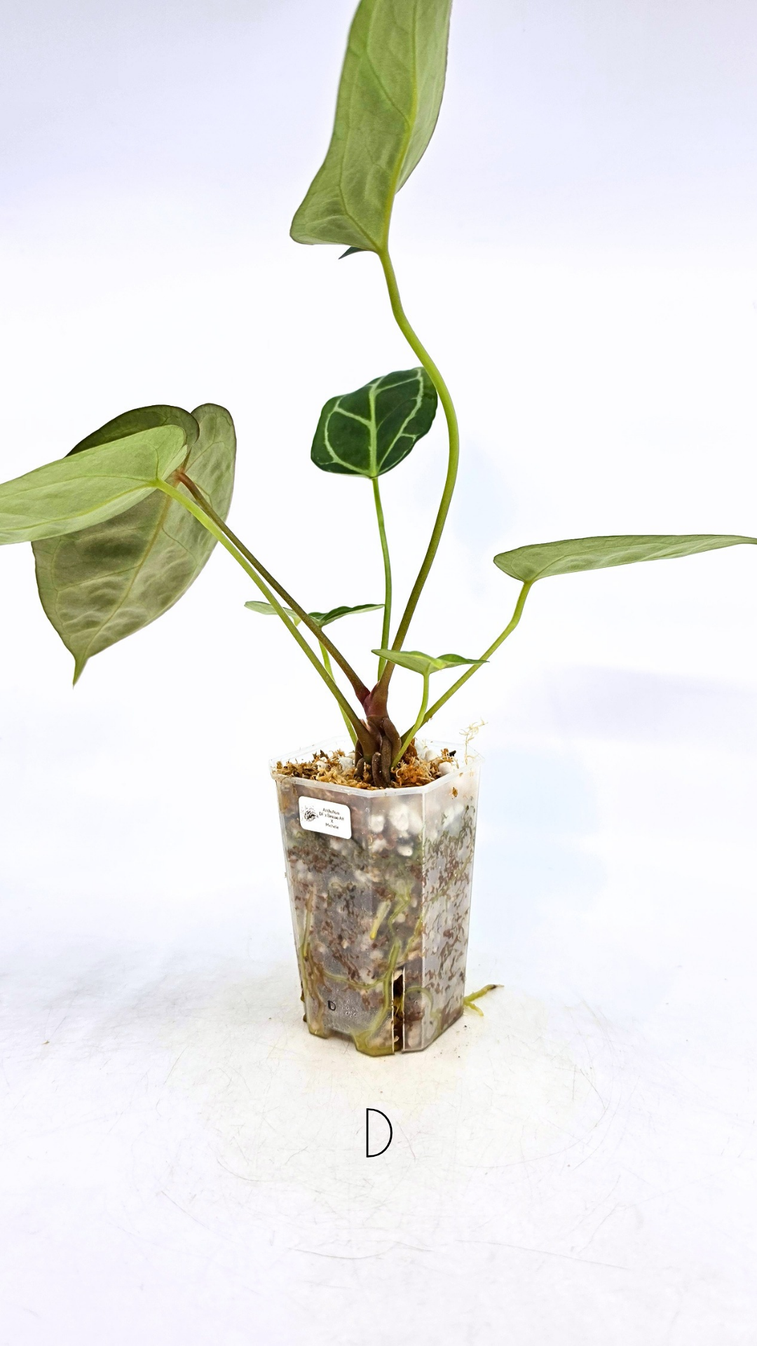 Rare anthurium hybrid Anthurium Dark Forgetii x Bessae Aff X Anthurium Michelle by The Leaf Gallery in Perth, Western Australia